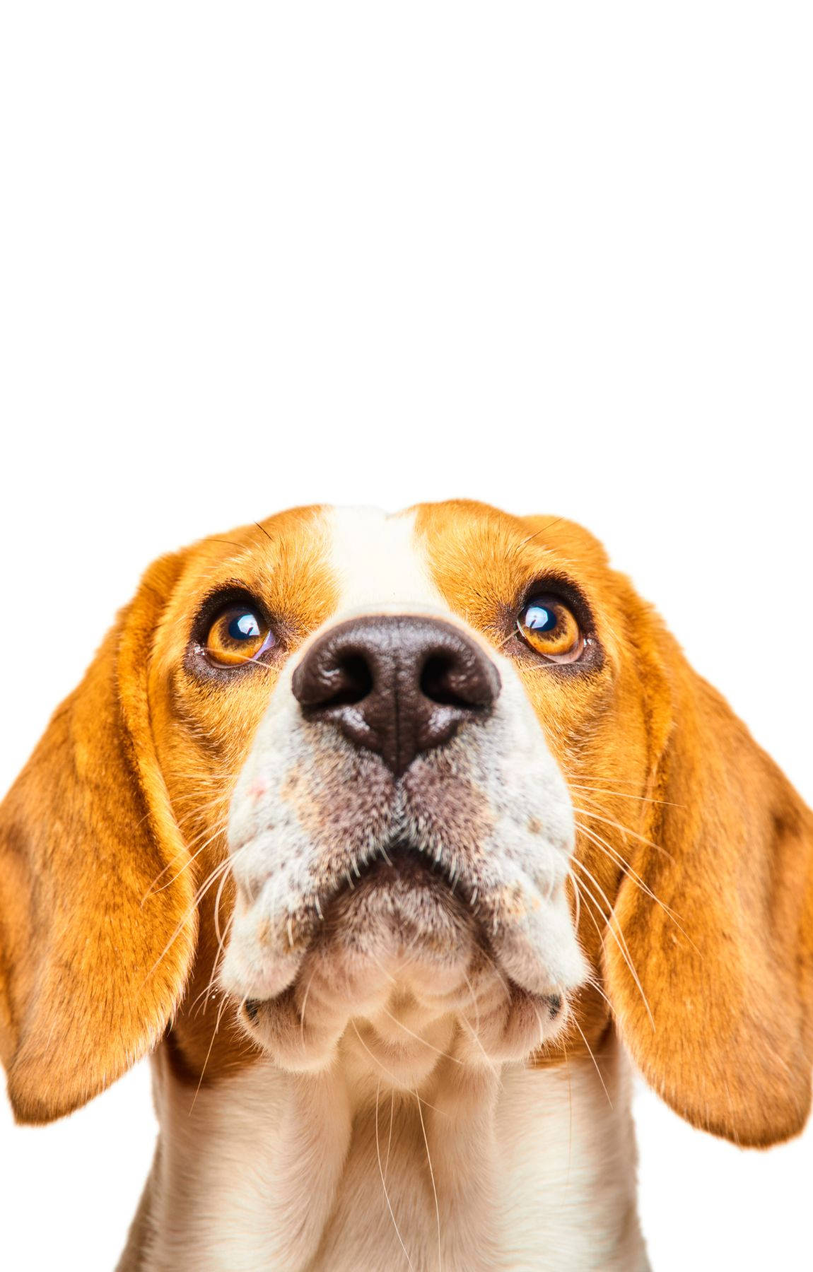 Portret de Câine Beagle Privind în Sus Fundal