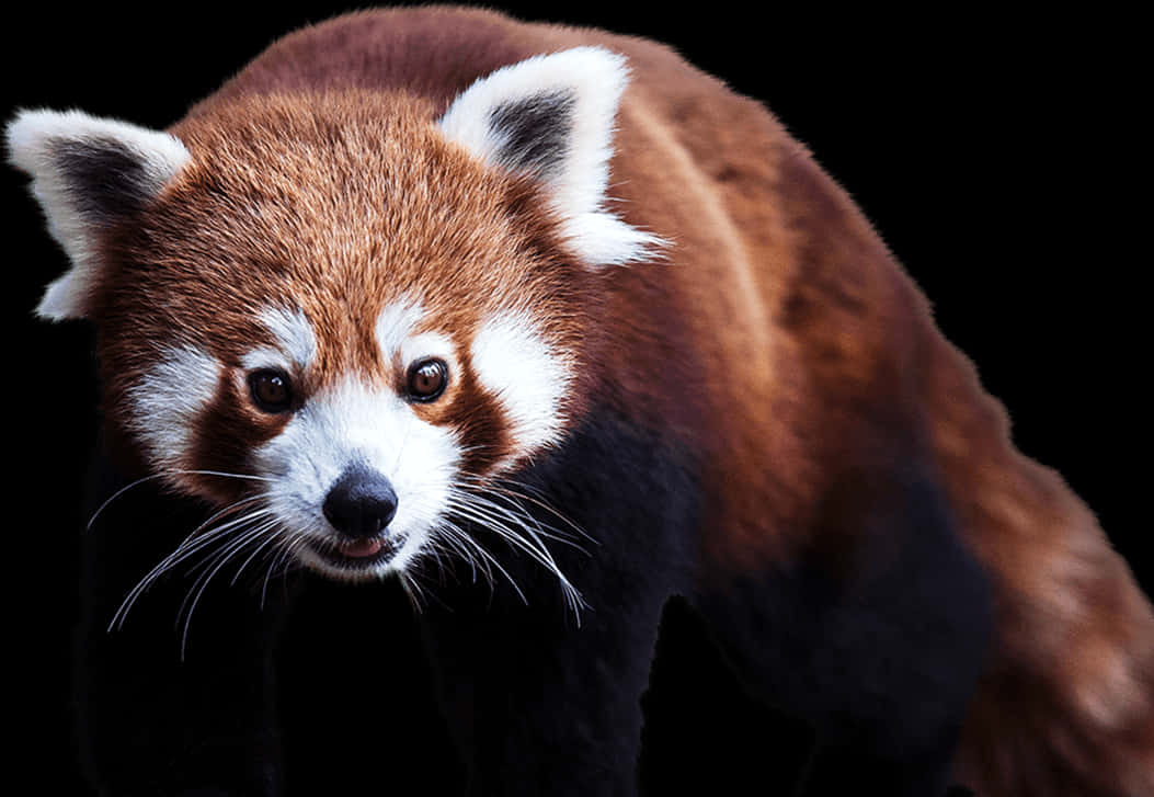 Portret de Panda Roșu pe Fundal Negru Fundal