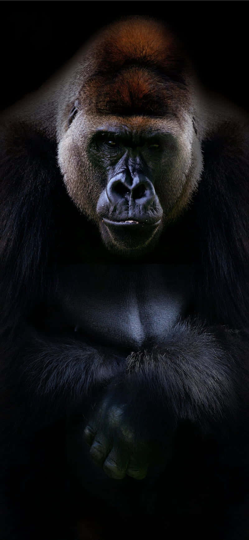 Portret Profesional Fundal Best Gorilla Fundal