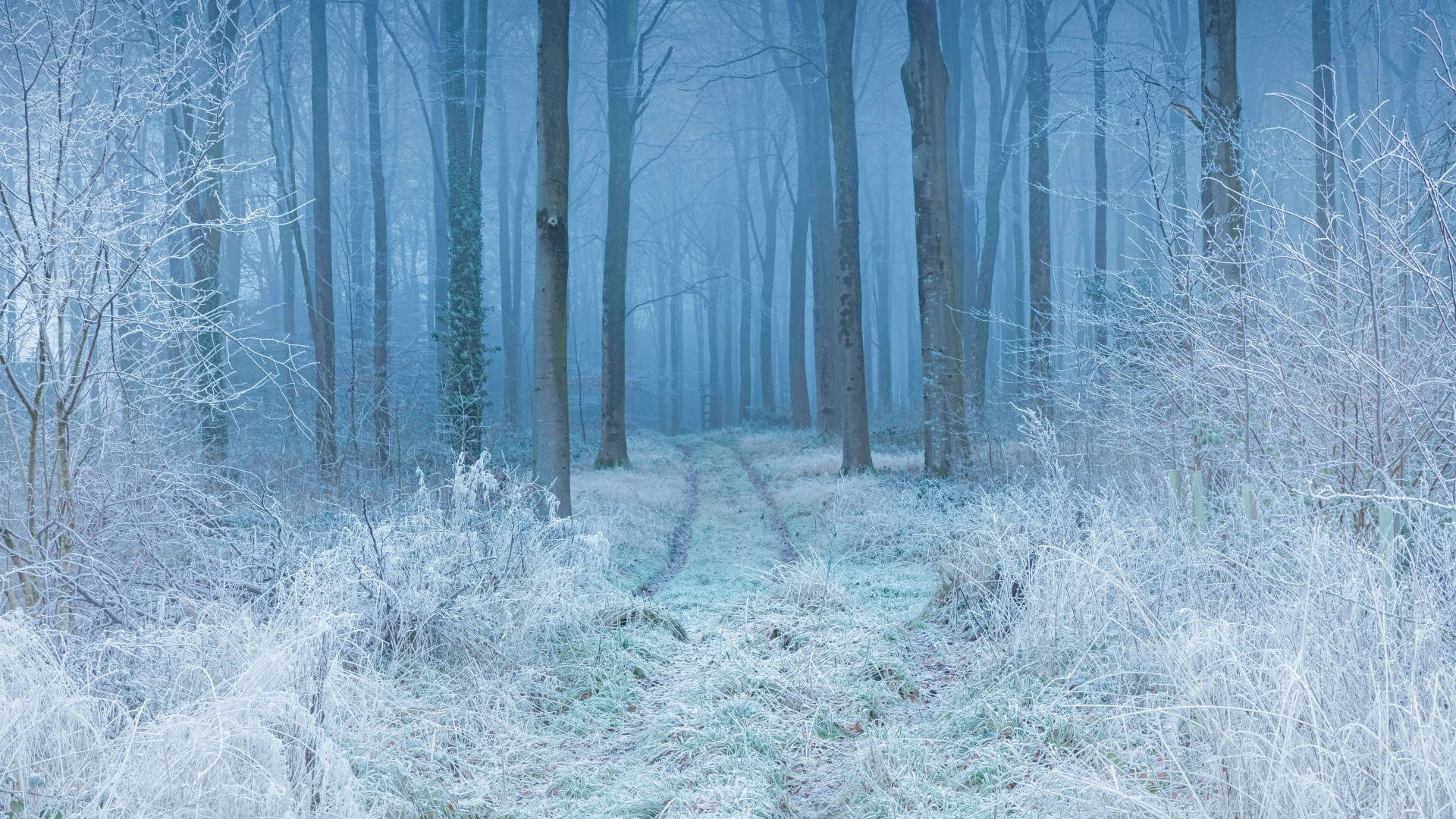 Potecă de pădure cu atmosferă de iarnă Fundal