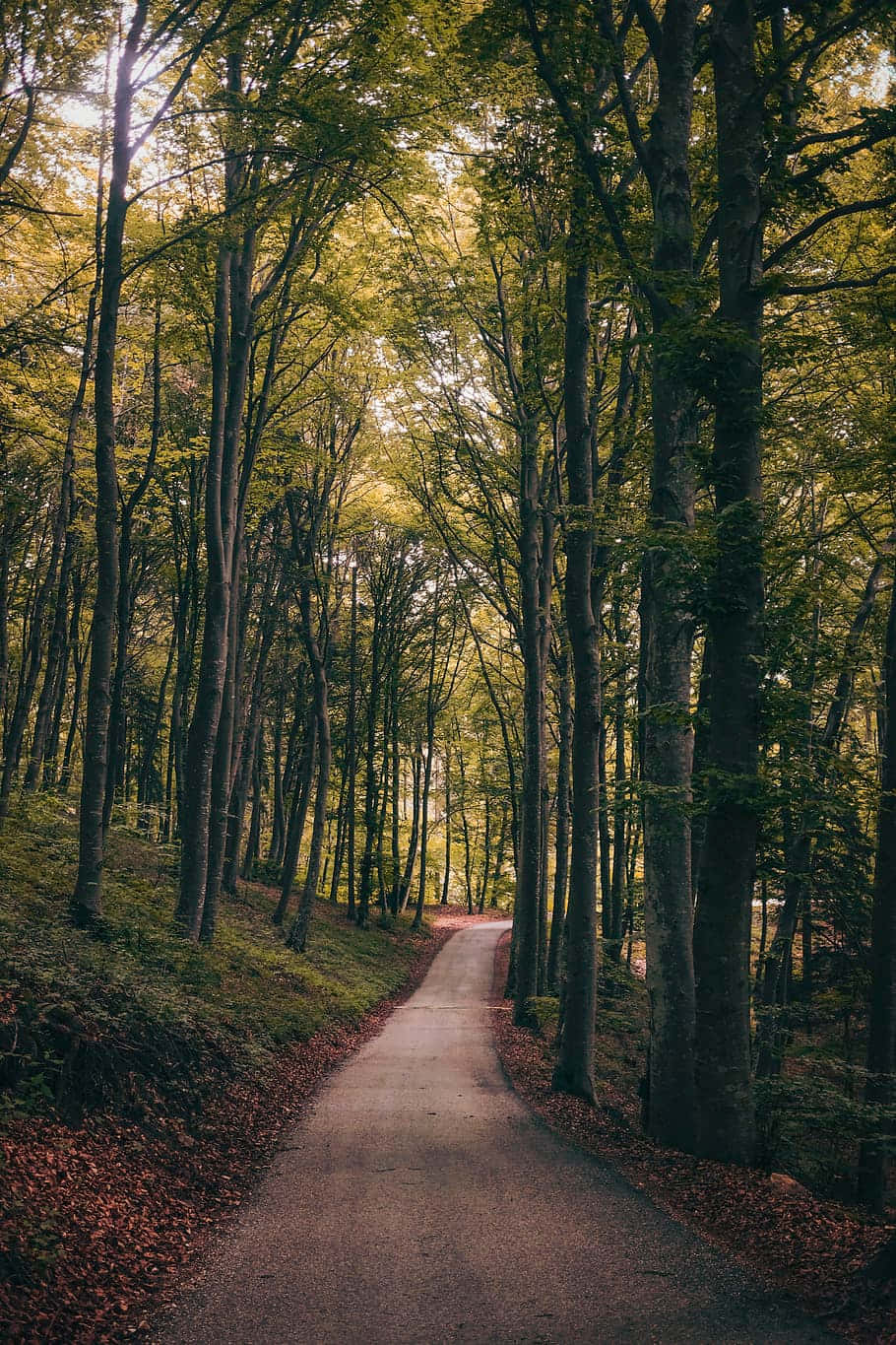 Potecă prin pădure Fundal
