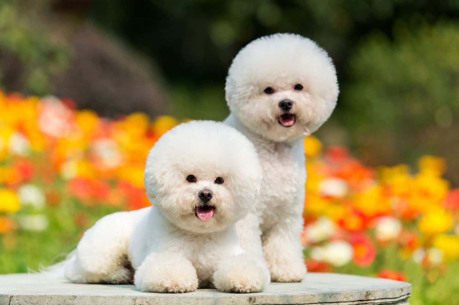 Poza cu doi căței Bichon Frise Fundal
