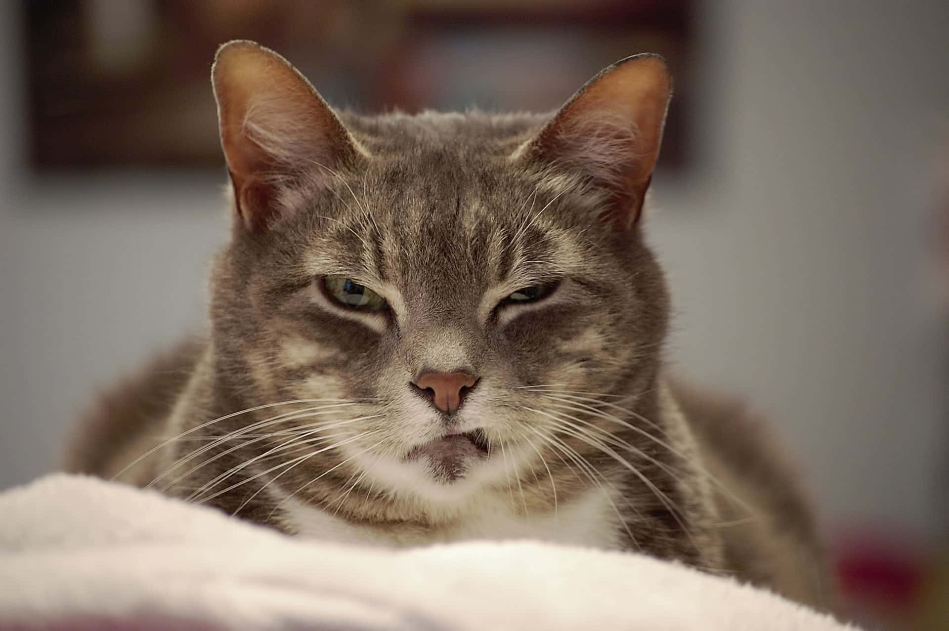 Poză cu Grumpy Cat Fundal