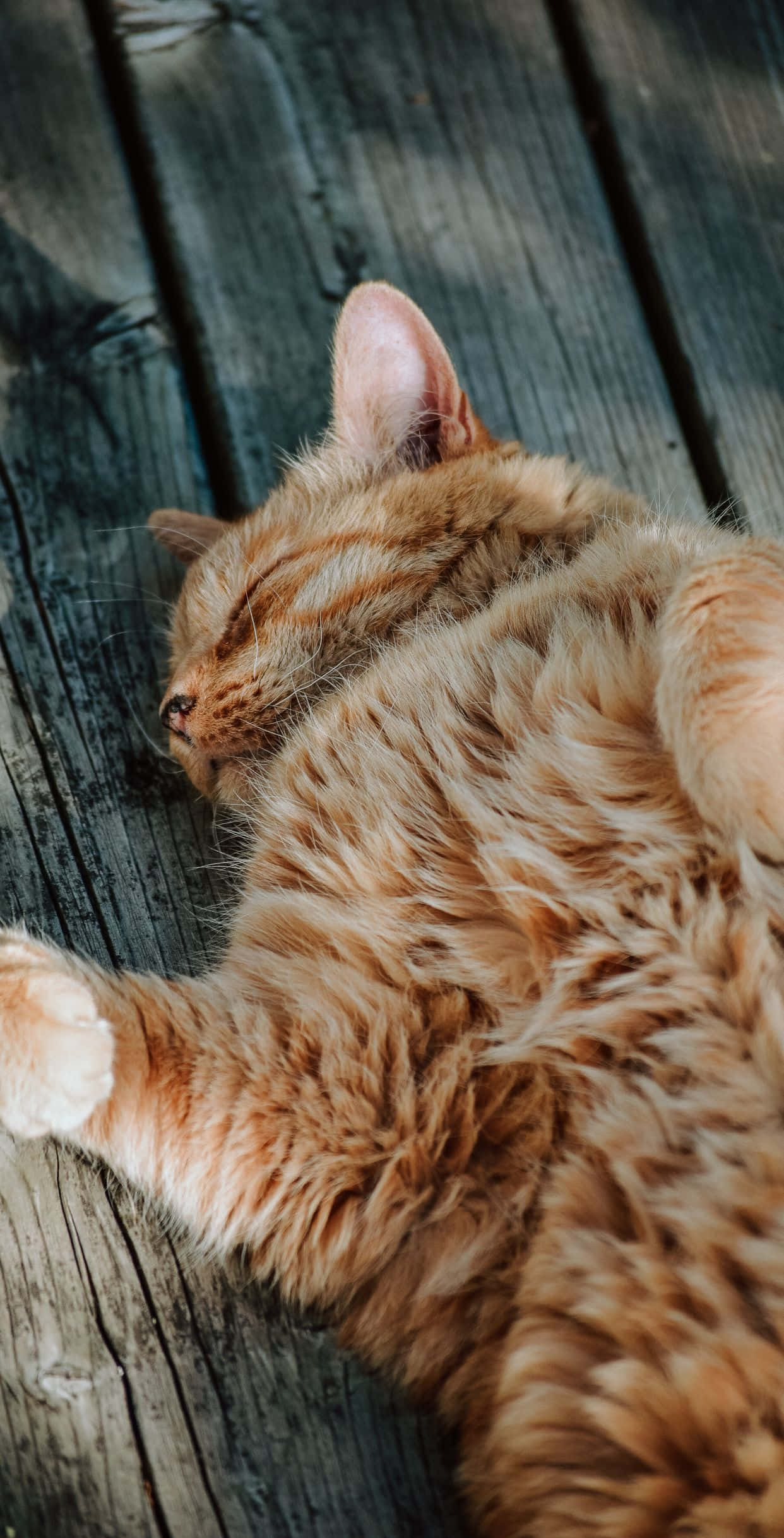Poză cu o pisică roșcată cutezătoare Fundal