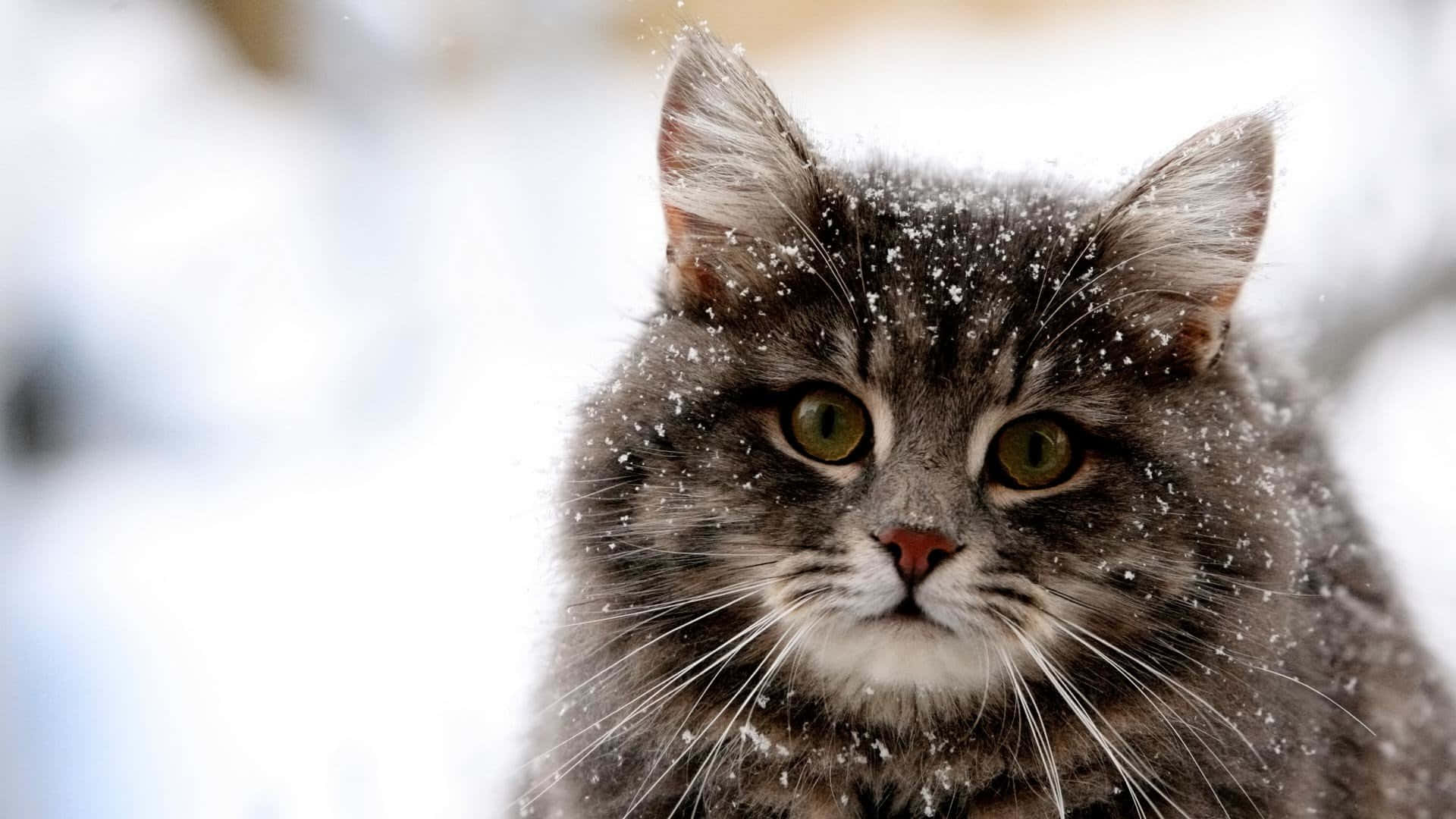 Poză cu pisică siberiană drăguță și amuzantă în zăpadă Fundal