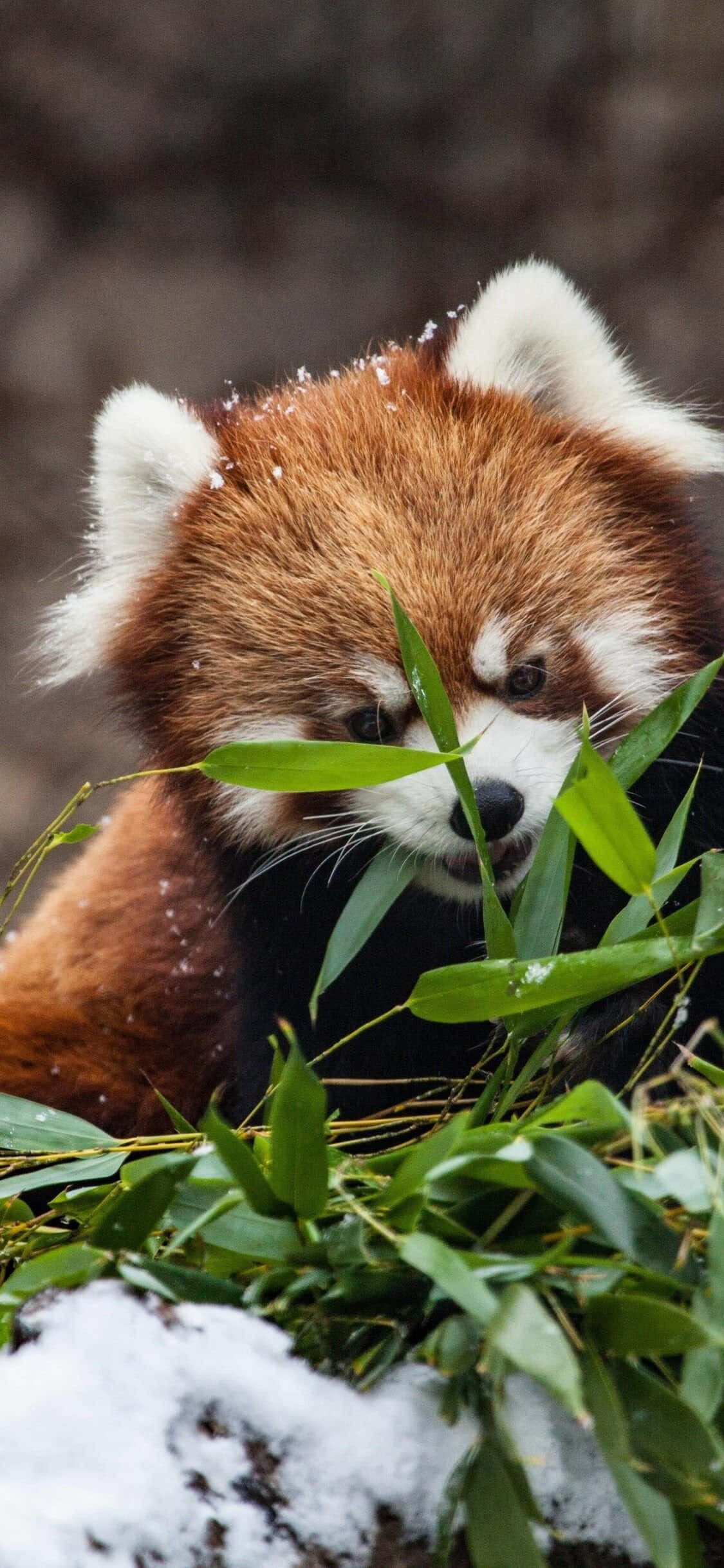 Poză drăgălașă cu un panda roșu ascuns în iarbă Fundal