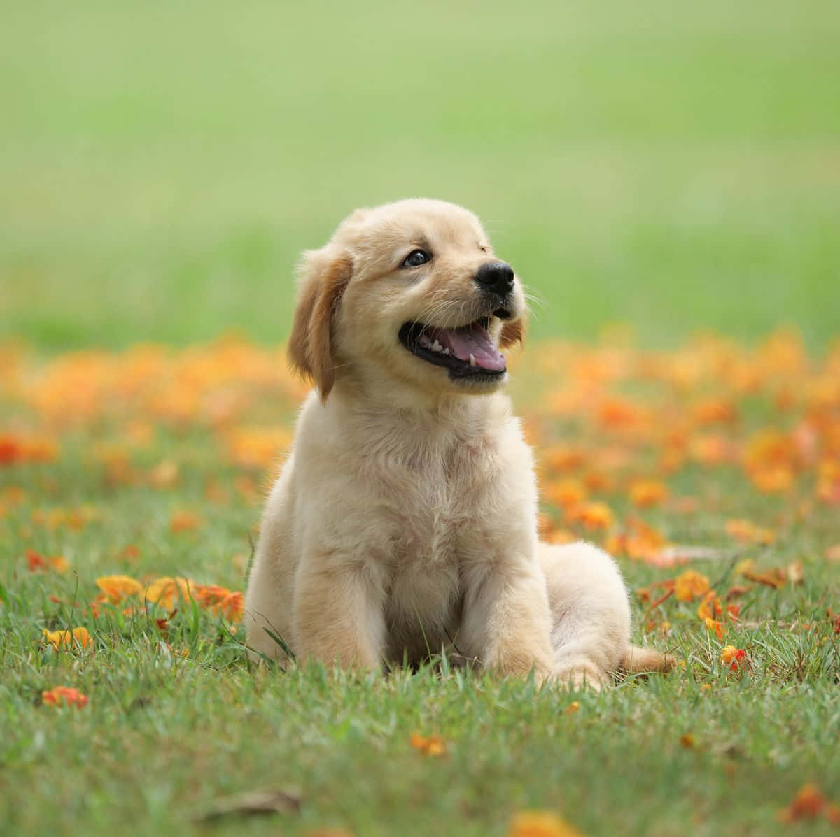 Poză veselă cu un cățeluș Golden Retriever Fundal