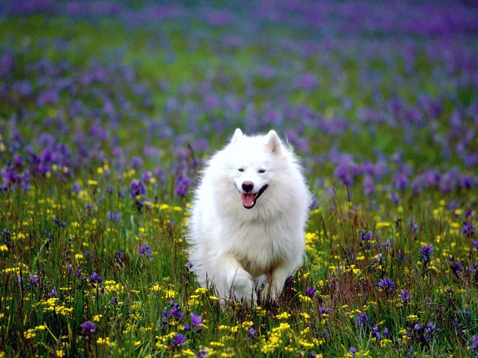 Poze cu câine alb American Eskimo Fundal