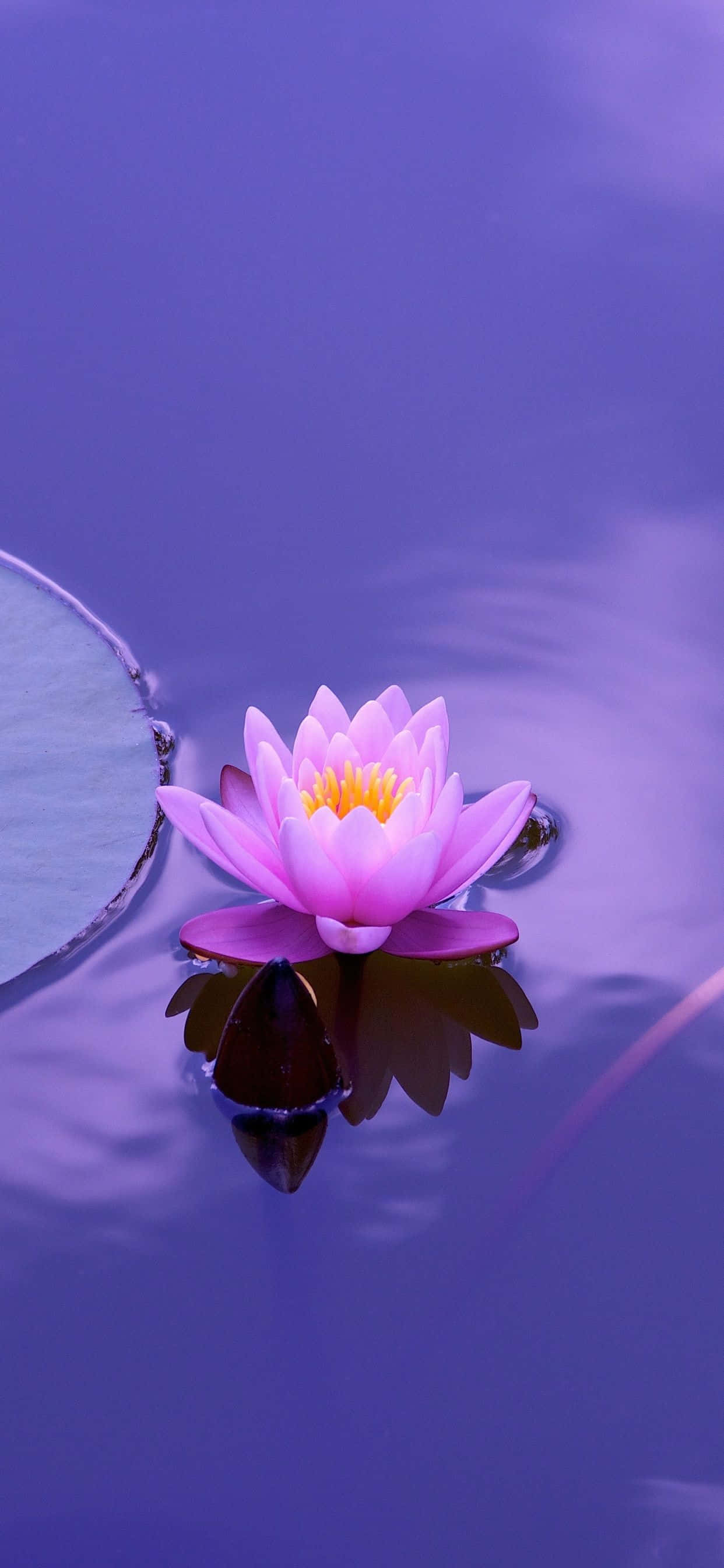 Poze cu floarea de lotus Fundal