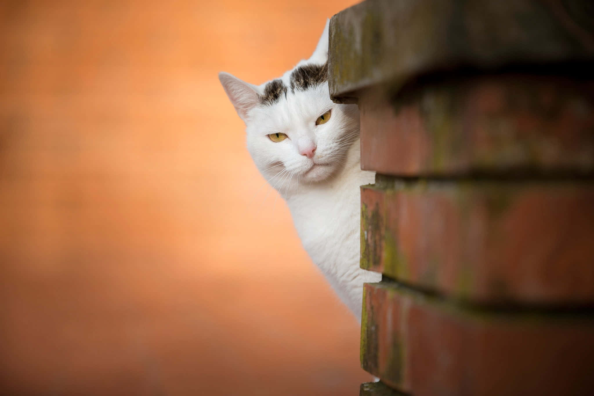 Poze cu Grumpy Cat Fundal