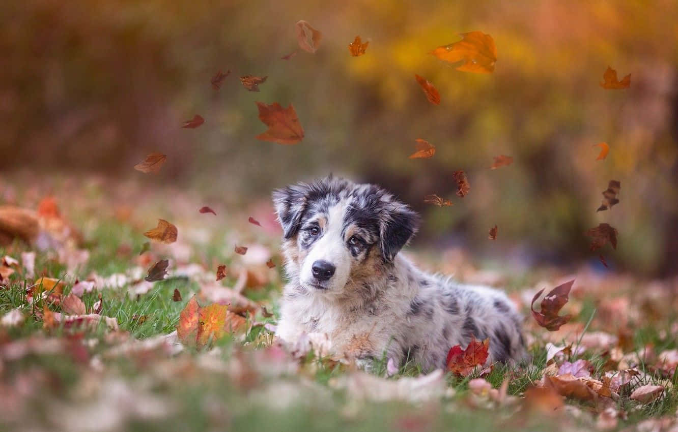 Poze drăguțe cu Australian Shepherd toamna Fundal