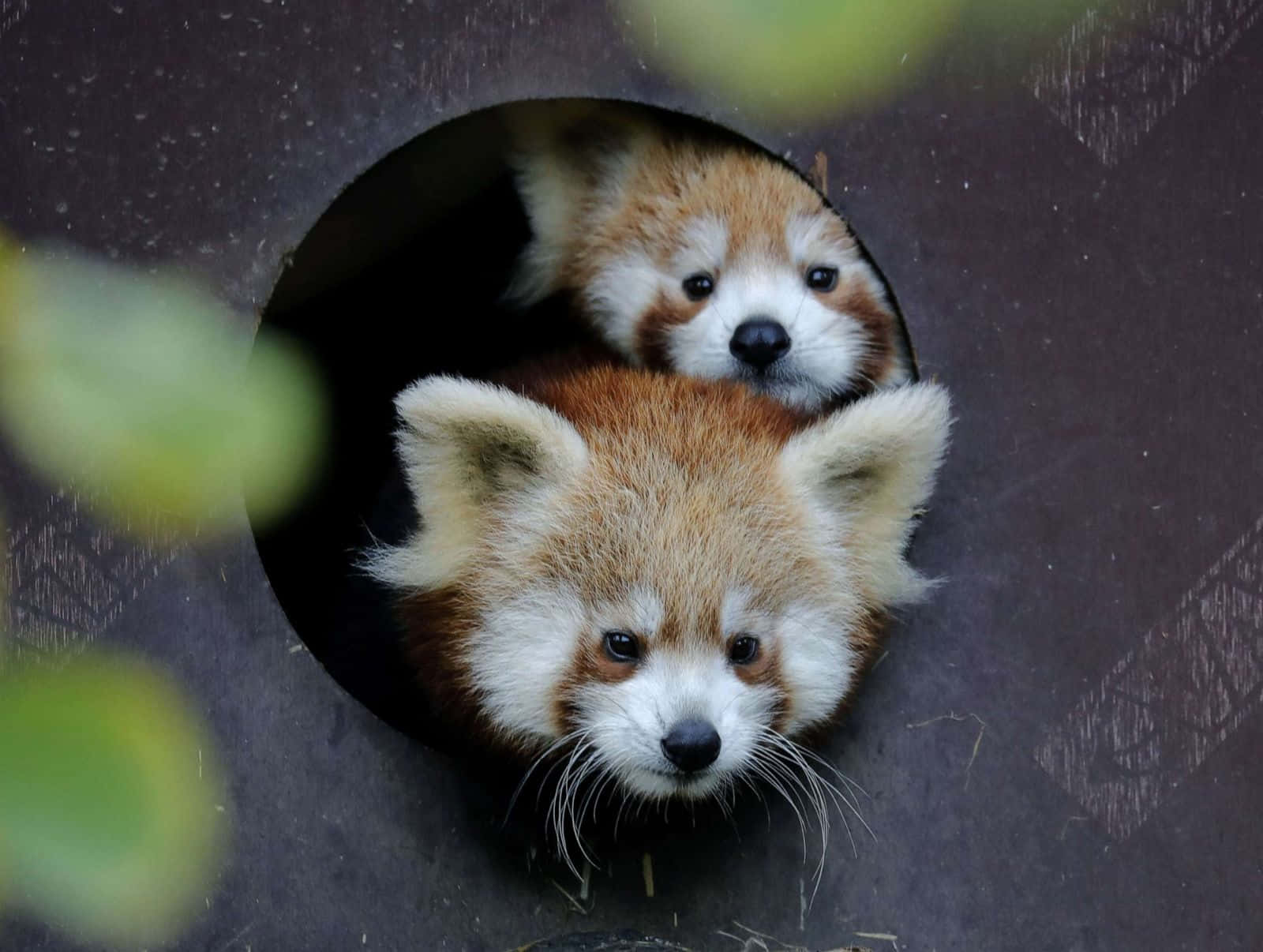 Poze drăguțe cu panda roșu Fundal