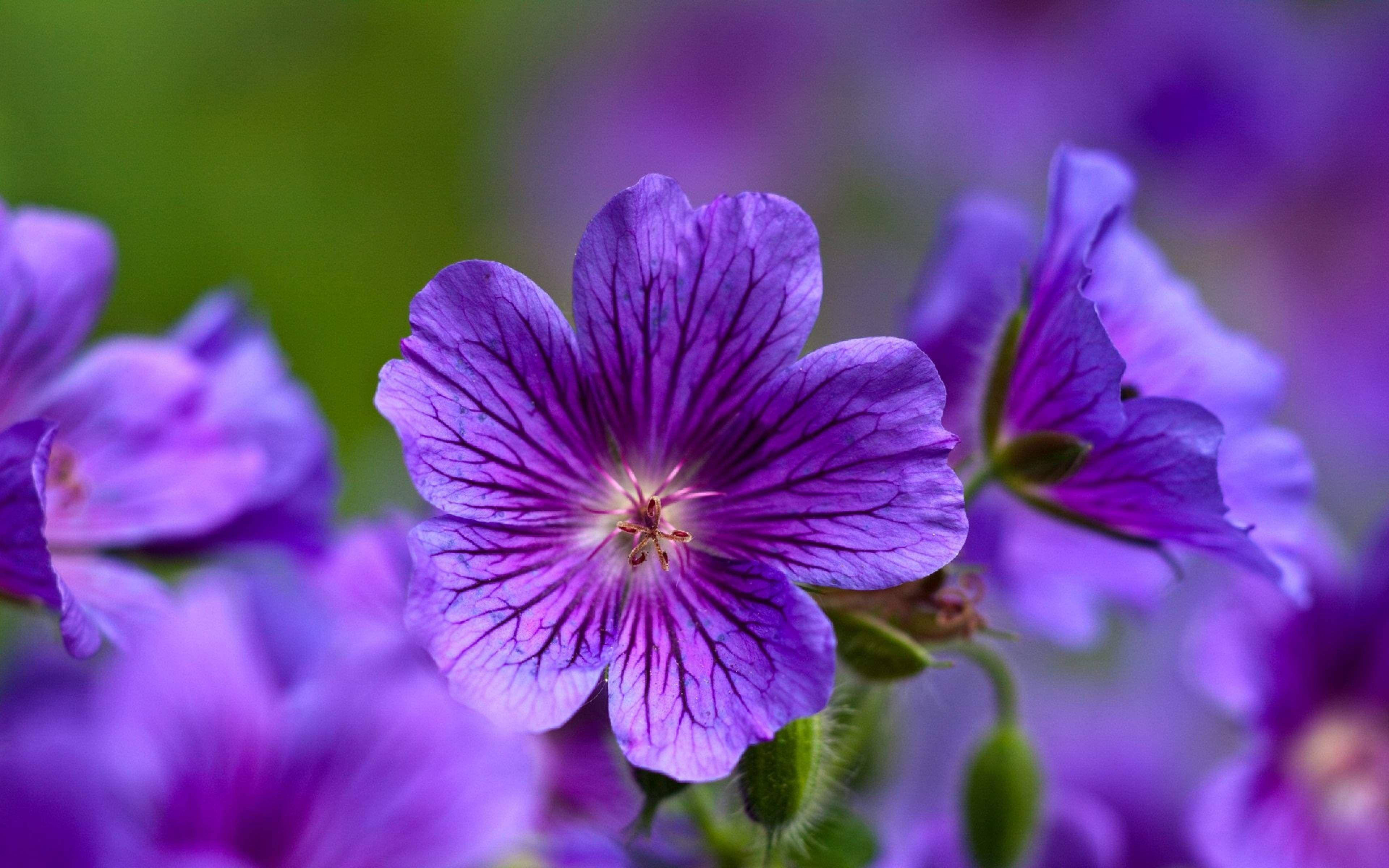 Prezentare elegantă a mușcatei Cranesbill - Frumusețea mov Fundal