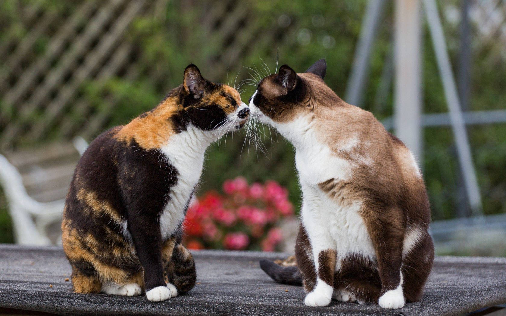 Prietenia nu ține de forme și mărimi, ci vine cu multă dragoste și torcături 🐱 💞 Fundal