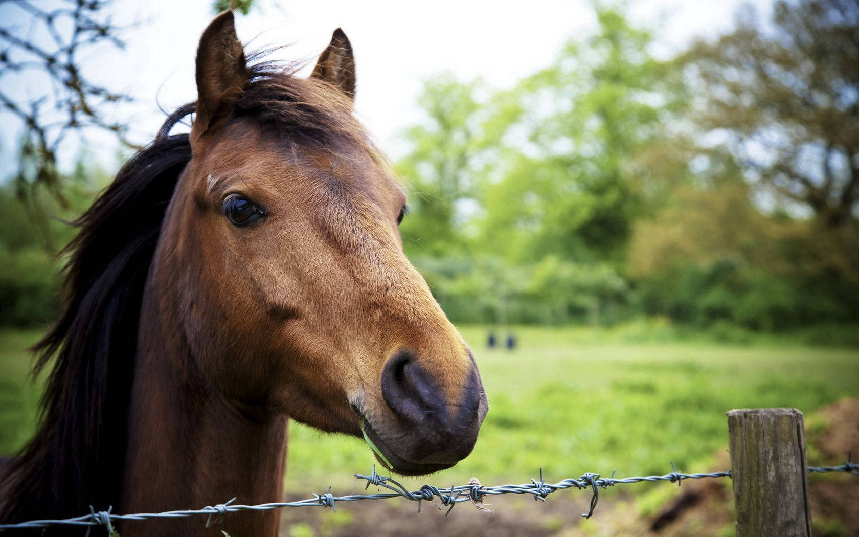 Fotografie focusată a capului unui cal maro fundal