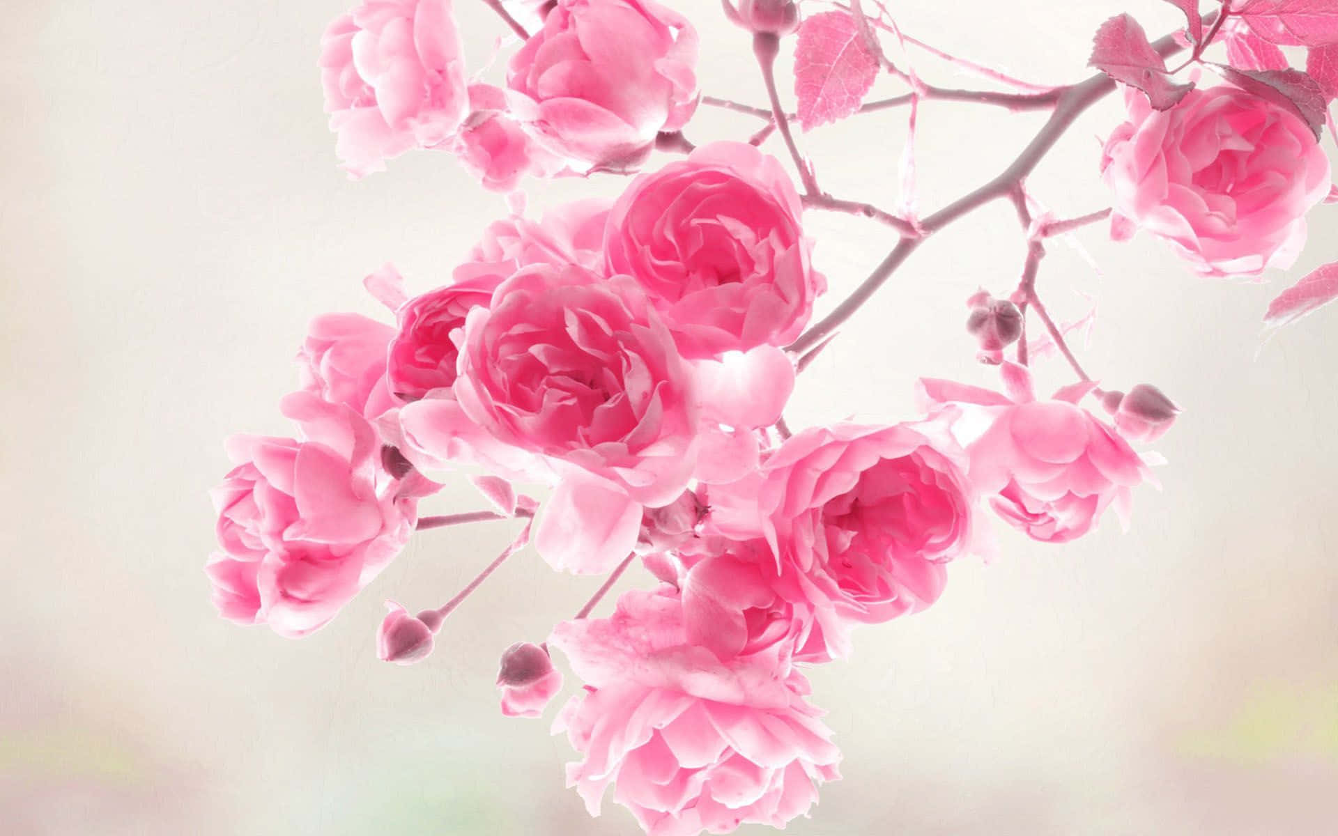 Primăvara Blossomurilor Delicat Roz Fundal