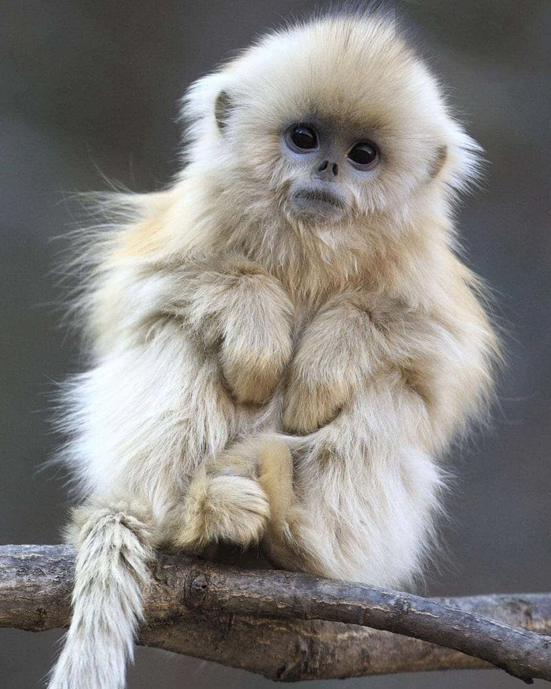 Privește această Maimuță Adorabilă Fundal