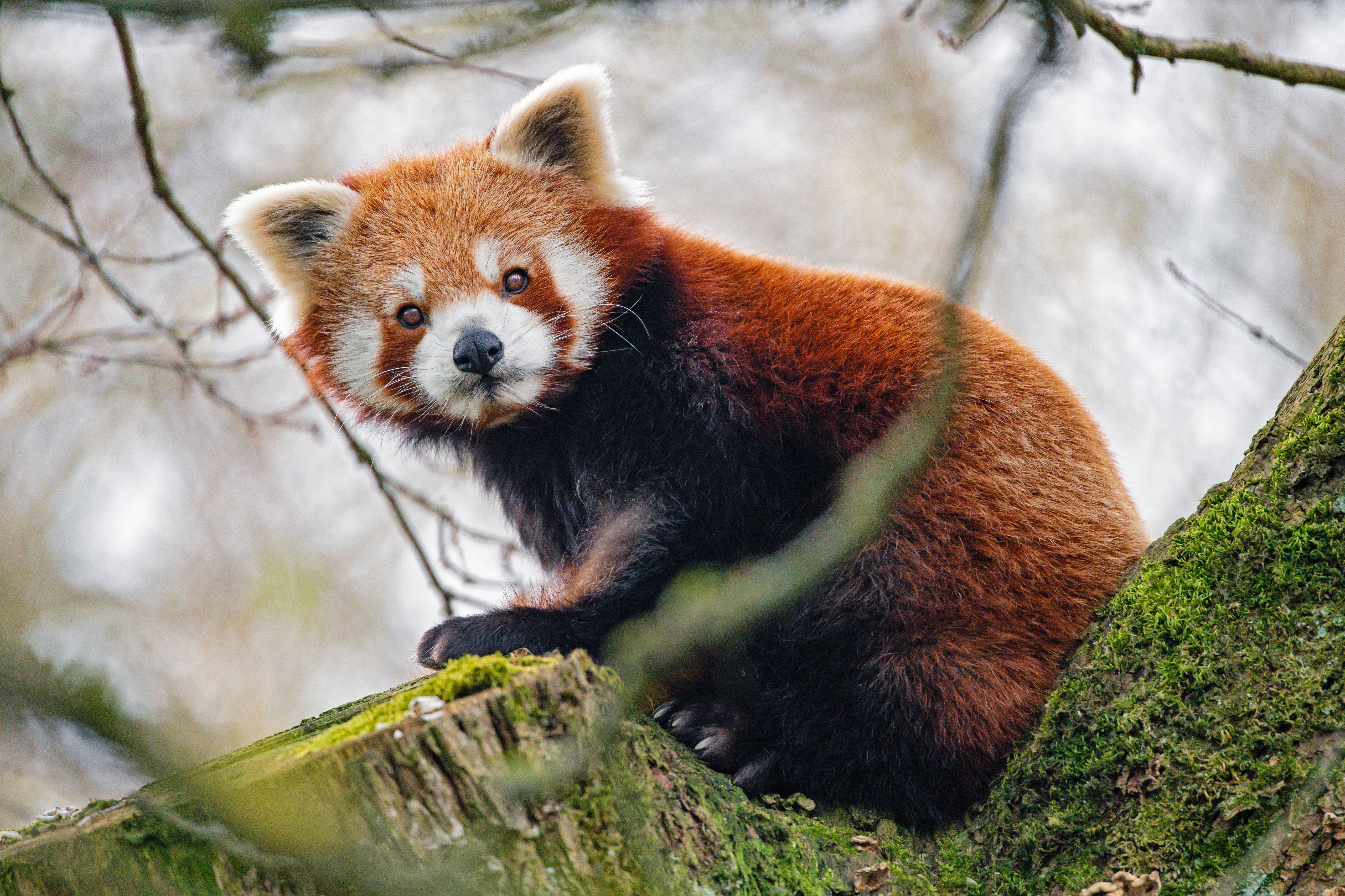 Privirea laterala a panda roșu Fundal