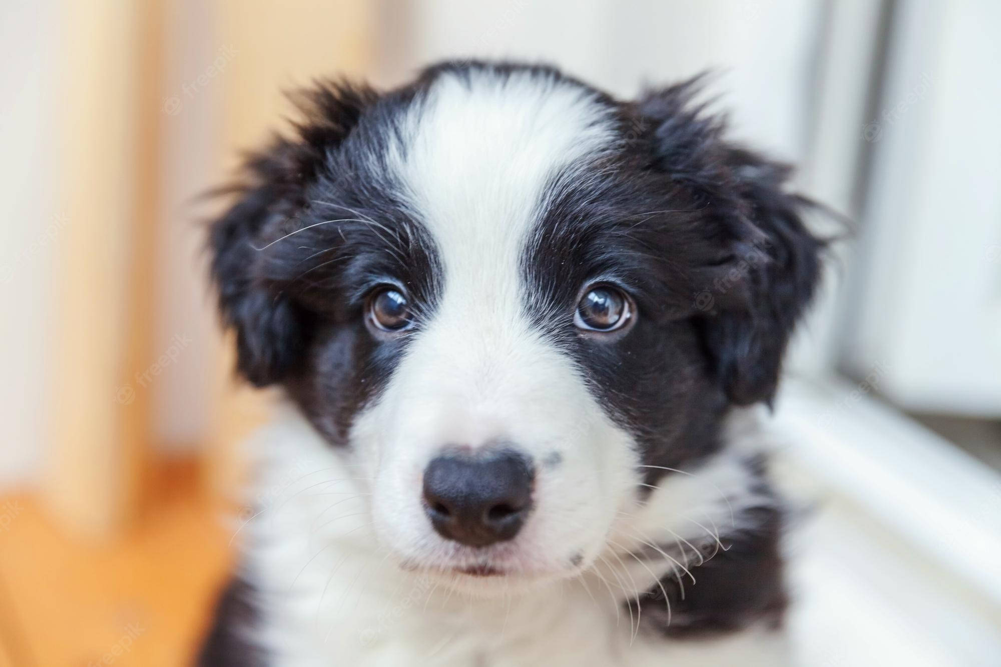 Privirea unui cățeluș Border Collie Fundal