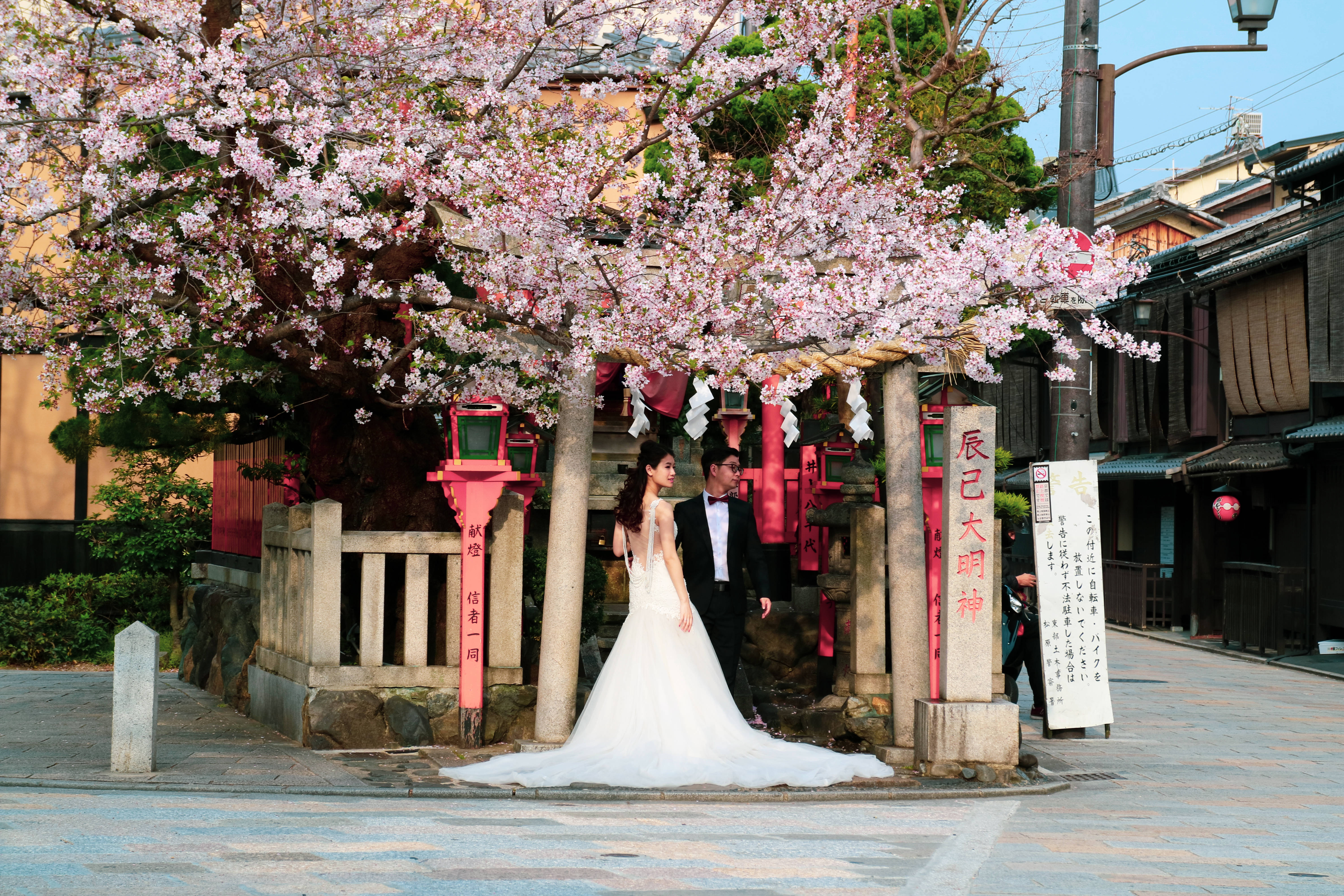 Proaspeti căsătoriți sub sakura japoneză Fundal