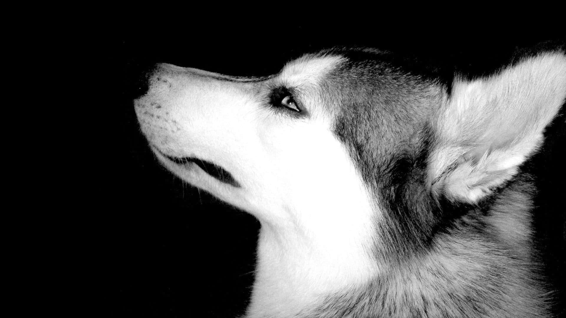 Profil de Câine Husky Siberian Fundal