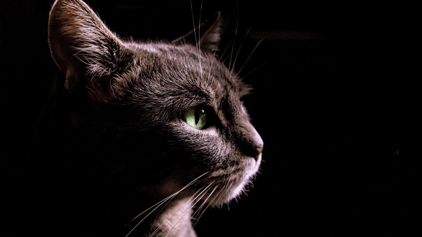 Profil lateral pisică neagră domesticită Fundal