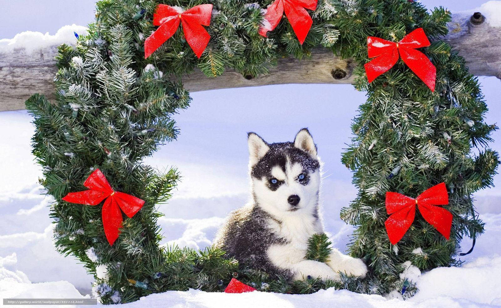 Pui de Husky cu Coroniță Fundal