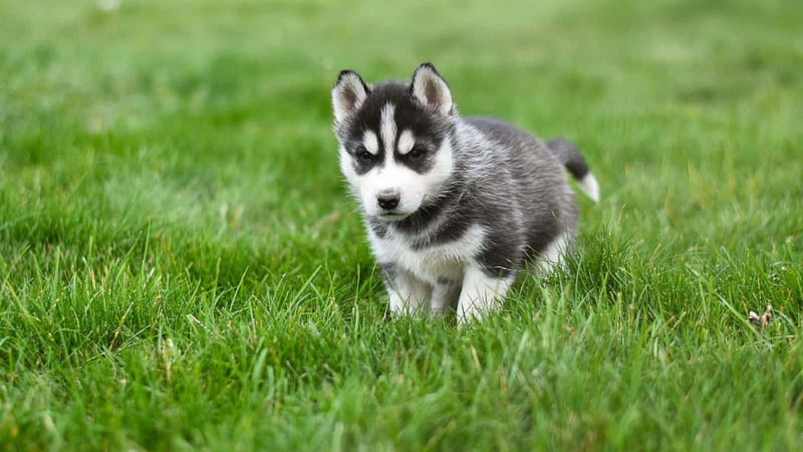 Pui de Husky Drăguț Jucându-se în Iarbă Fundal