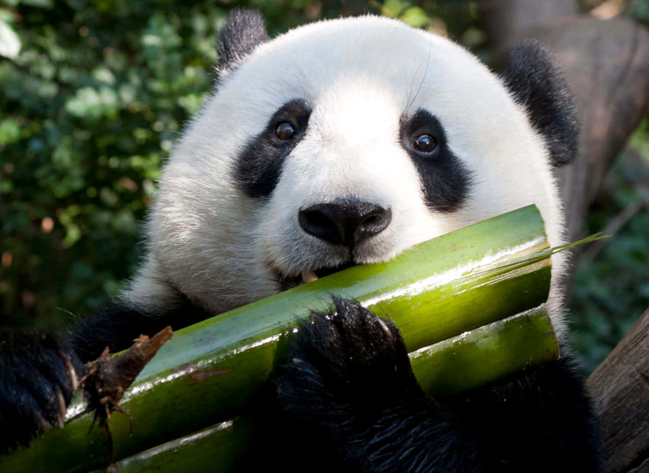Pui de Panda Micuț Se Bucură de o Joacă de Prânz Fundal