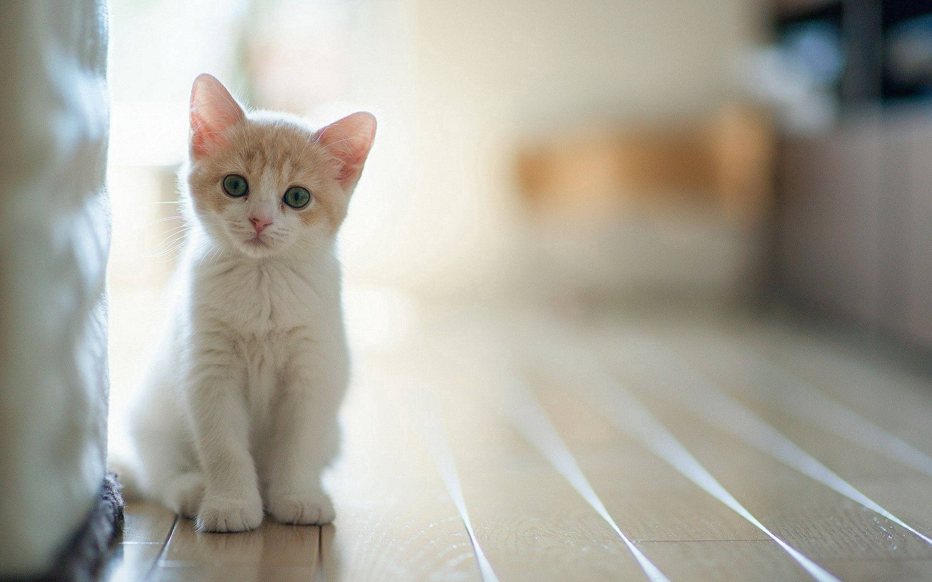 Pisoi adorabil stând în razele soarelui Fundal