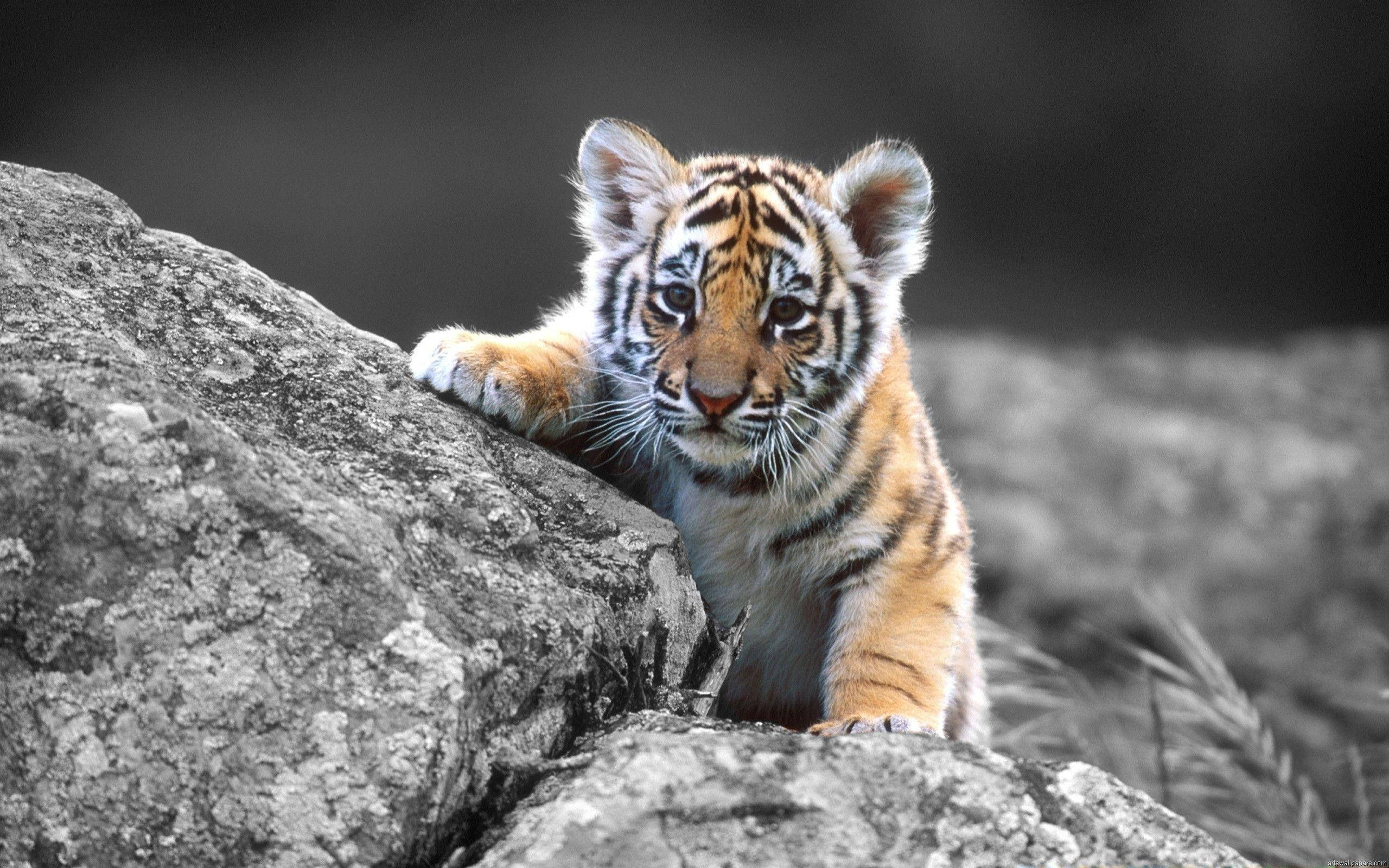 Pui de tigru ecran complet HD desktop Fundal