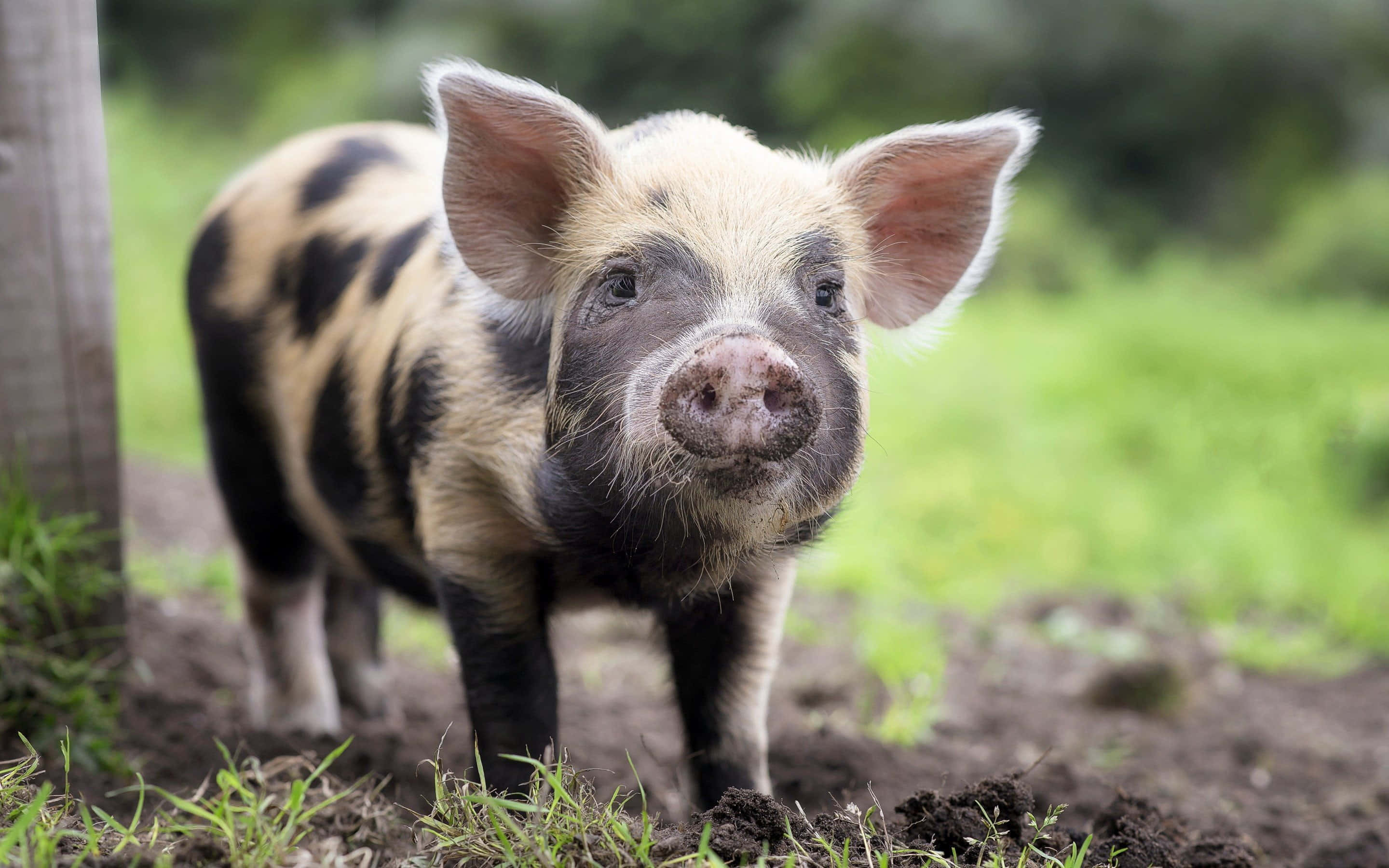 Purceluș adorabil care se bucură de peisajul rural Fundal