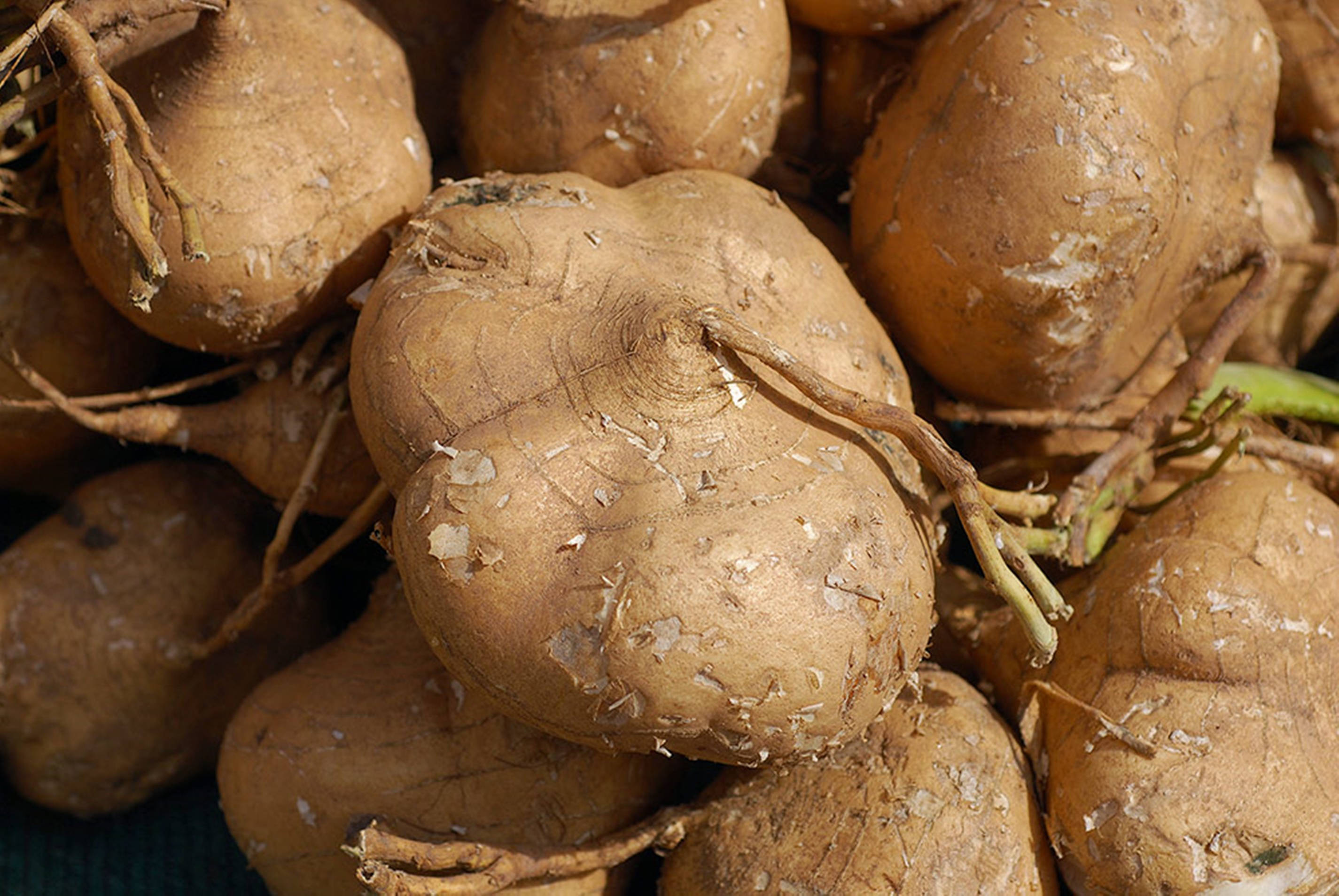 Rădăcini de Jicama Recoltate Fundal