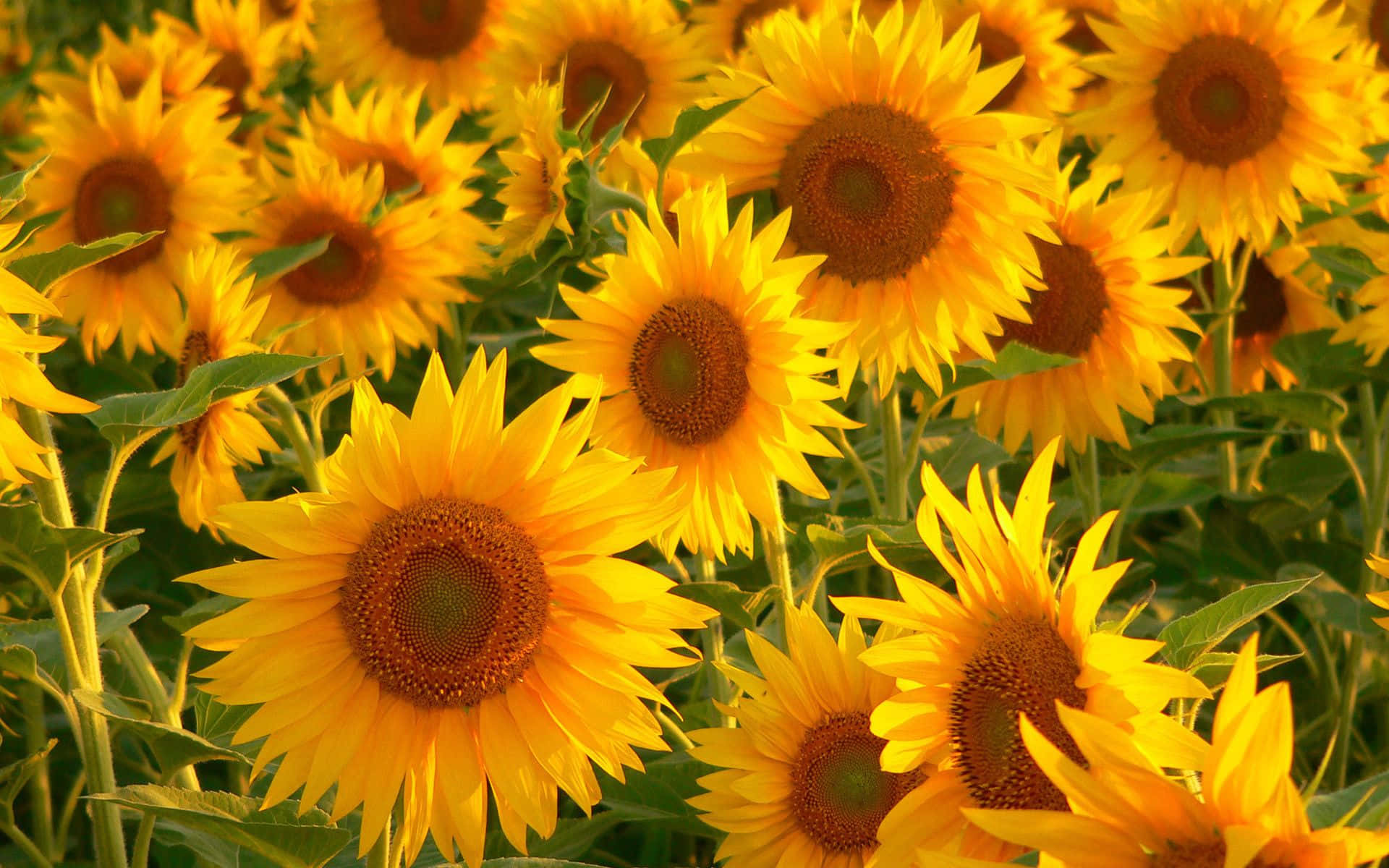 Radiating Sunshine - Fundal Galben Estetic Fundal