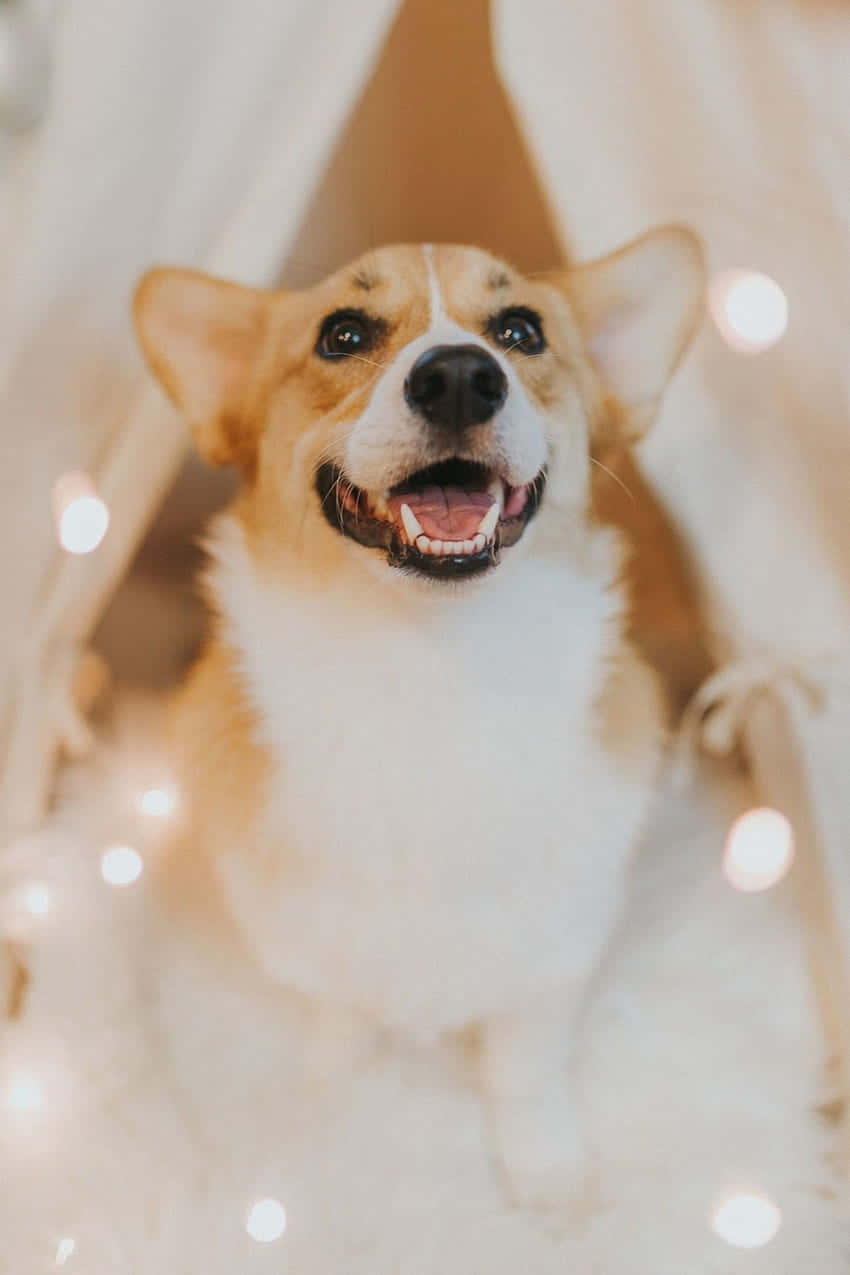 Rasa Corgi Pembroke Welsh Drăguță Fundal