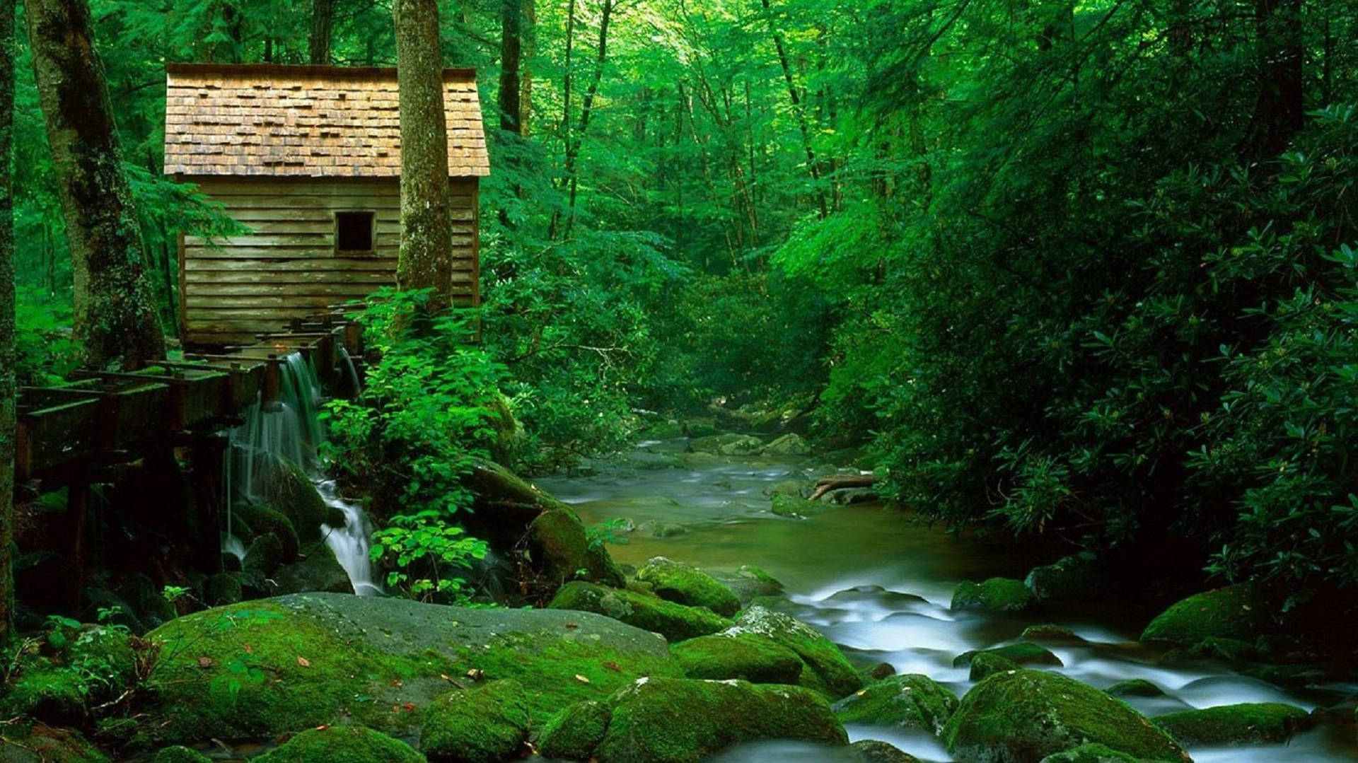 Răsărit senin peste vedere de pădure Fundal