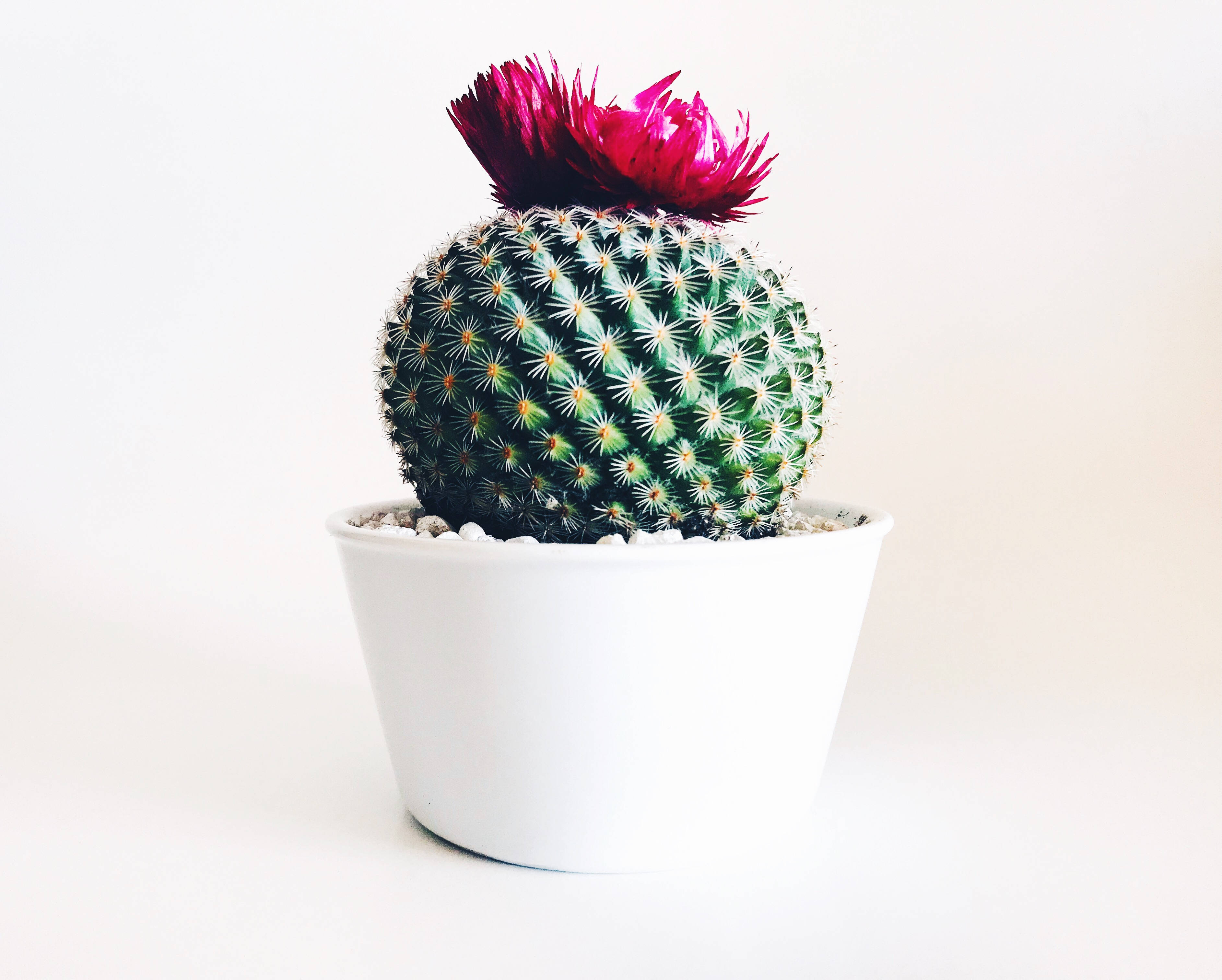 Răsărit Vibrant în Deșert deasupra Cactusului Fundal
