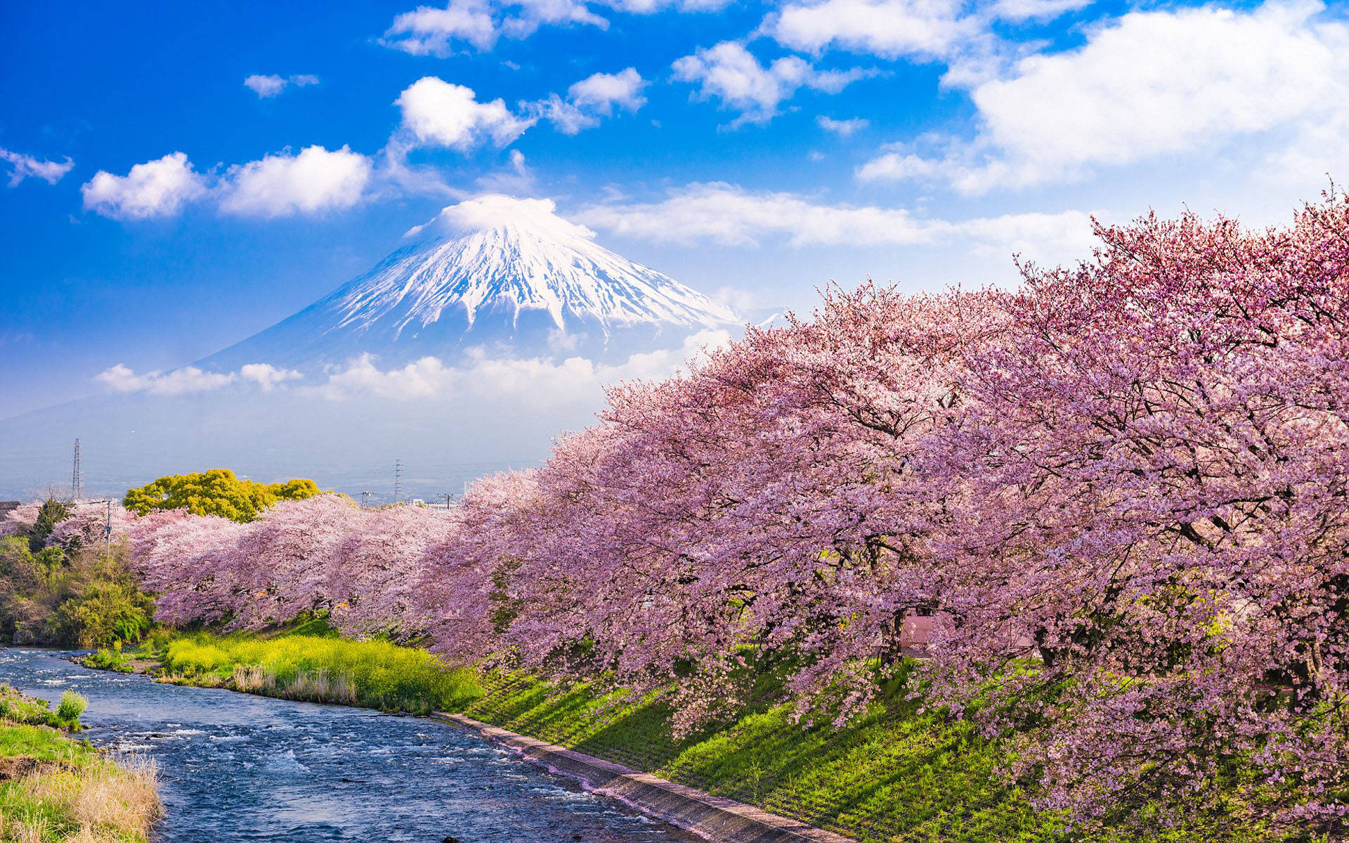 Râul Urui Japonia Cireși înfloriți Muntele Fuji Fundal