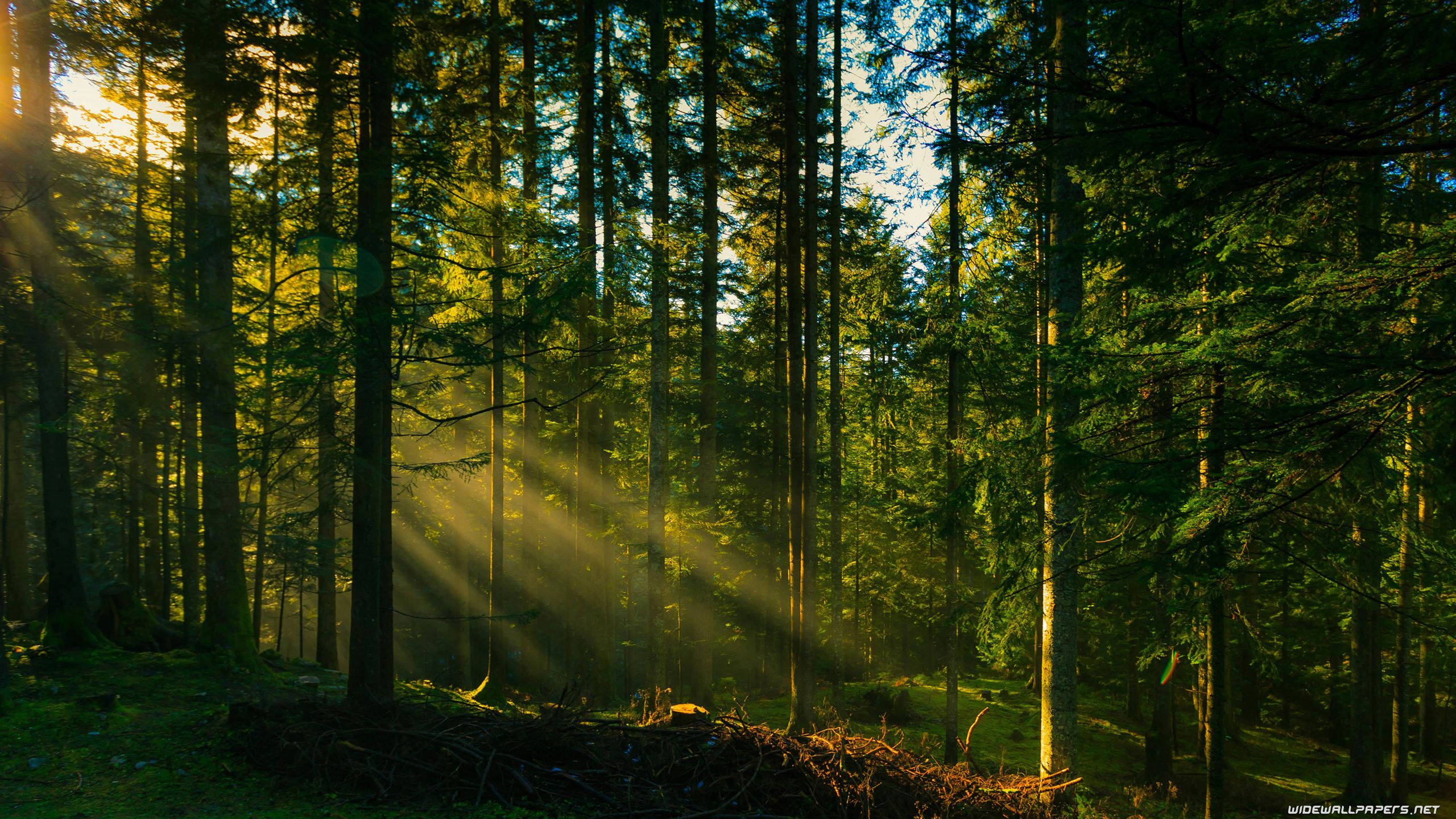 Raze de lumină în pădure Fundal