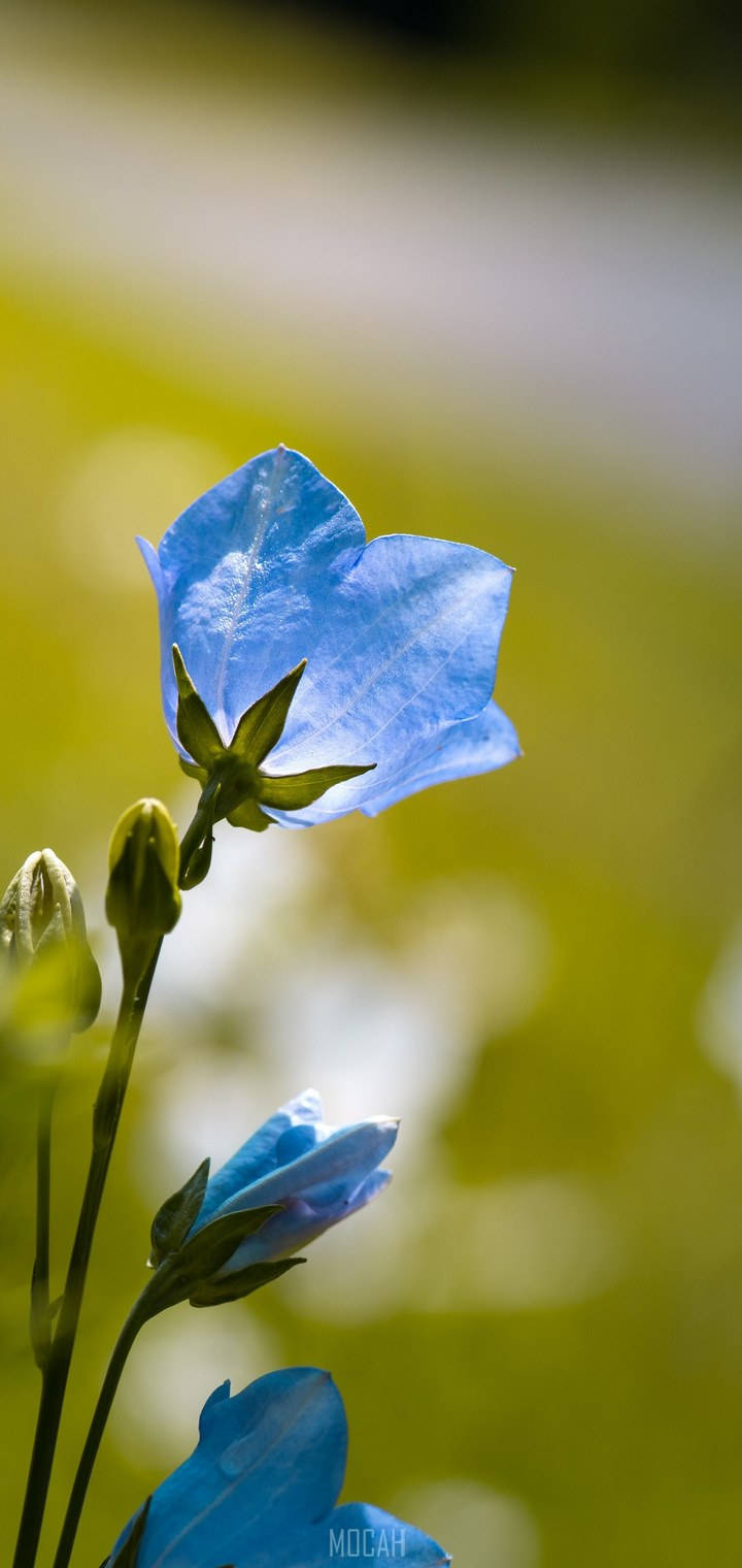 Realme 7 Pro Floare Albastră Fundal