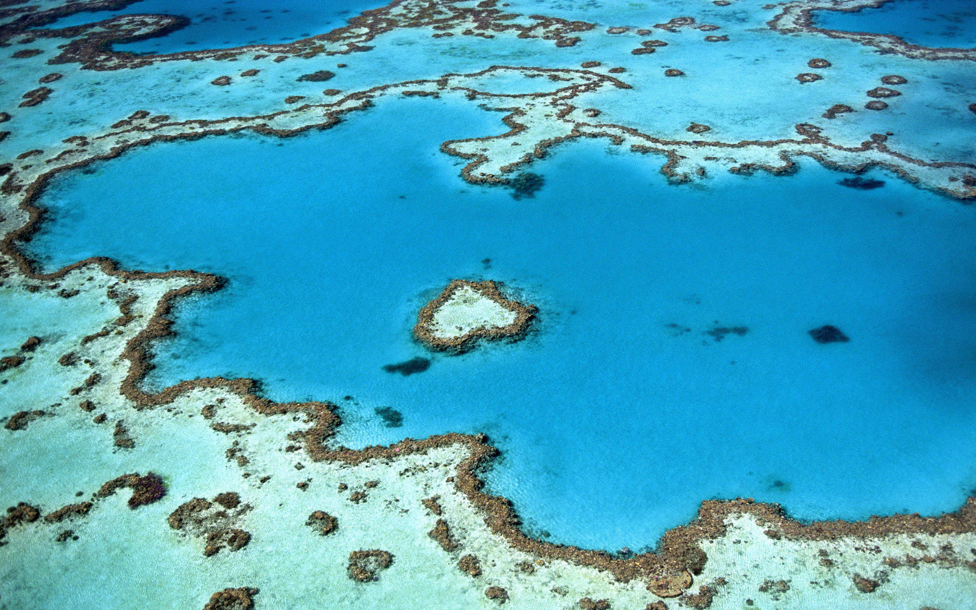 Reciful de Corali Albastru Rece Australia Fundal