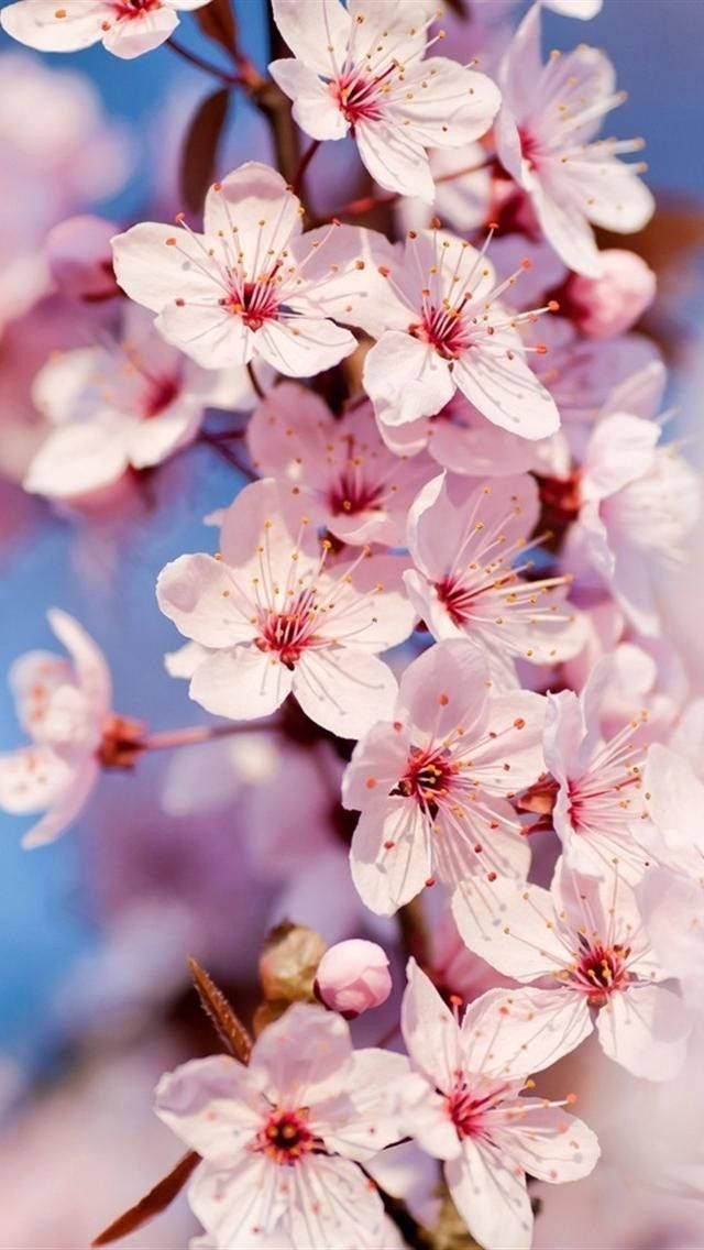 Reclamă Blumen cu temă florală Fundal