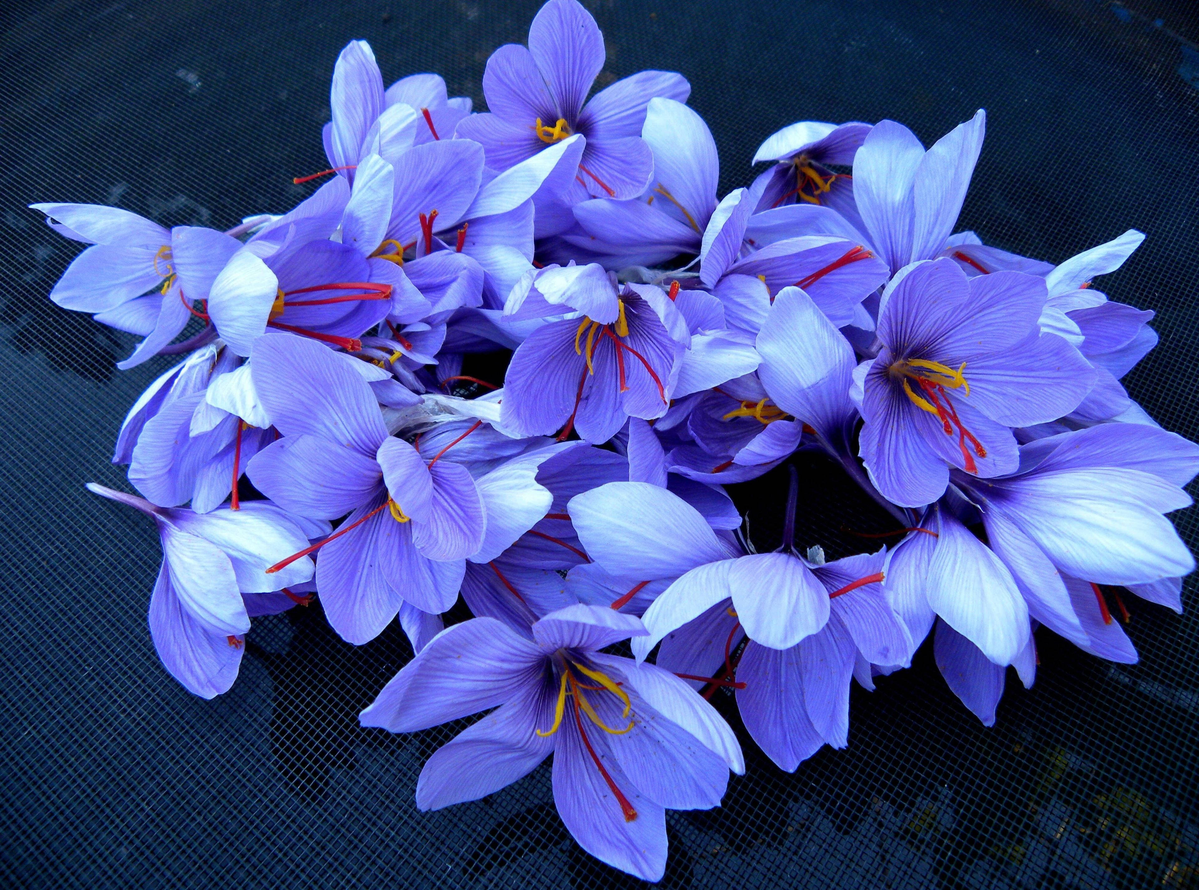 Recoltă Exquisită de Șofran Crocus Fundal