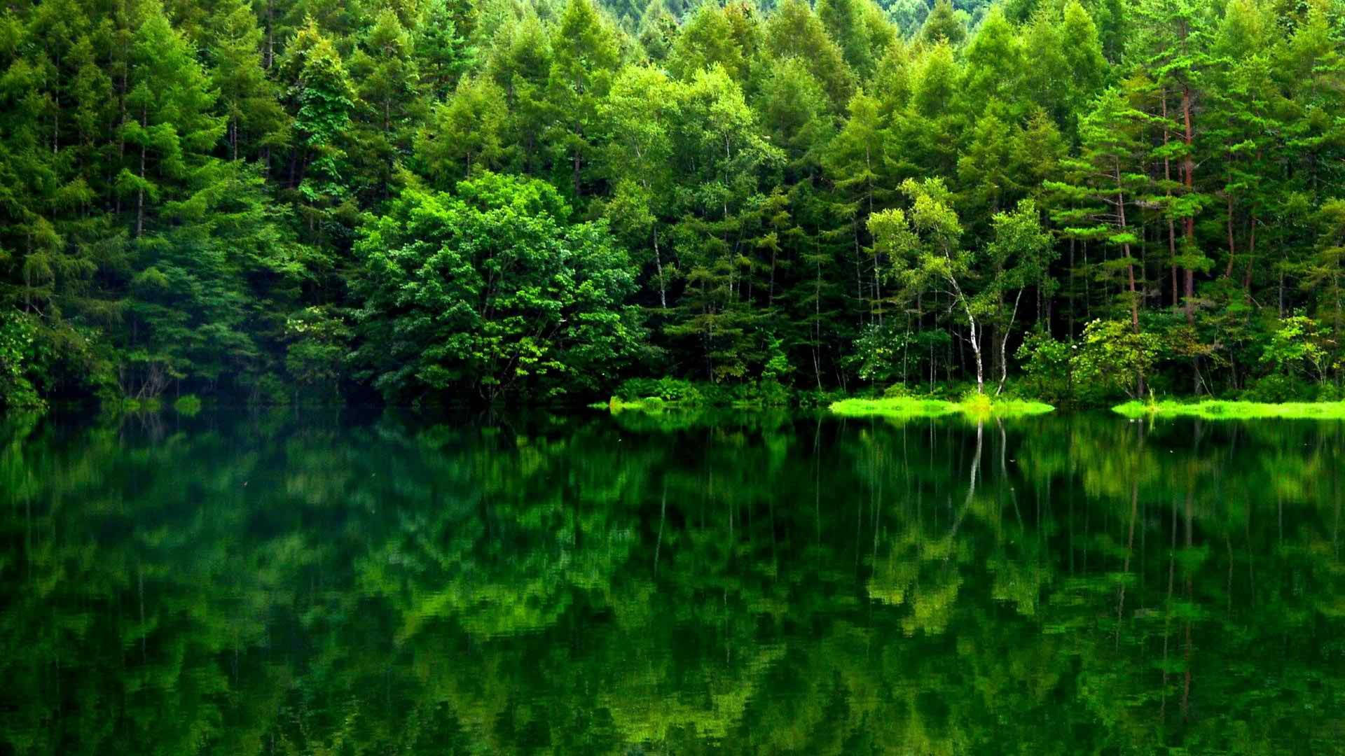 Reflectarea priveliștii pădurii verzi Fundal