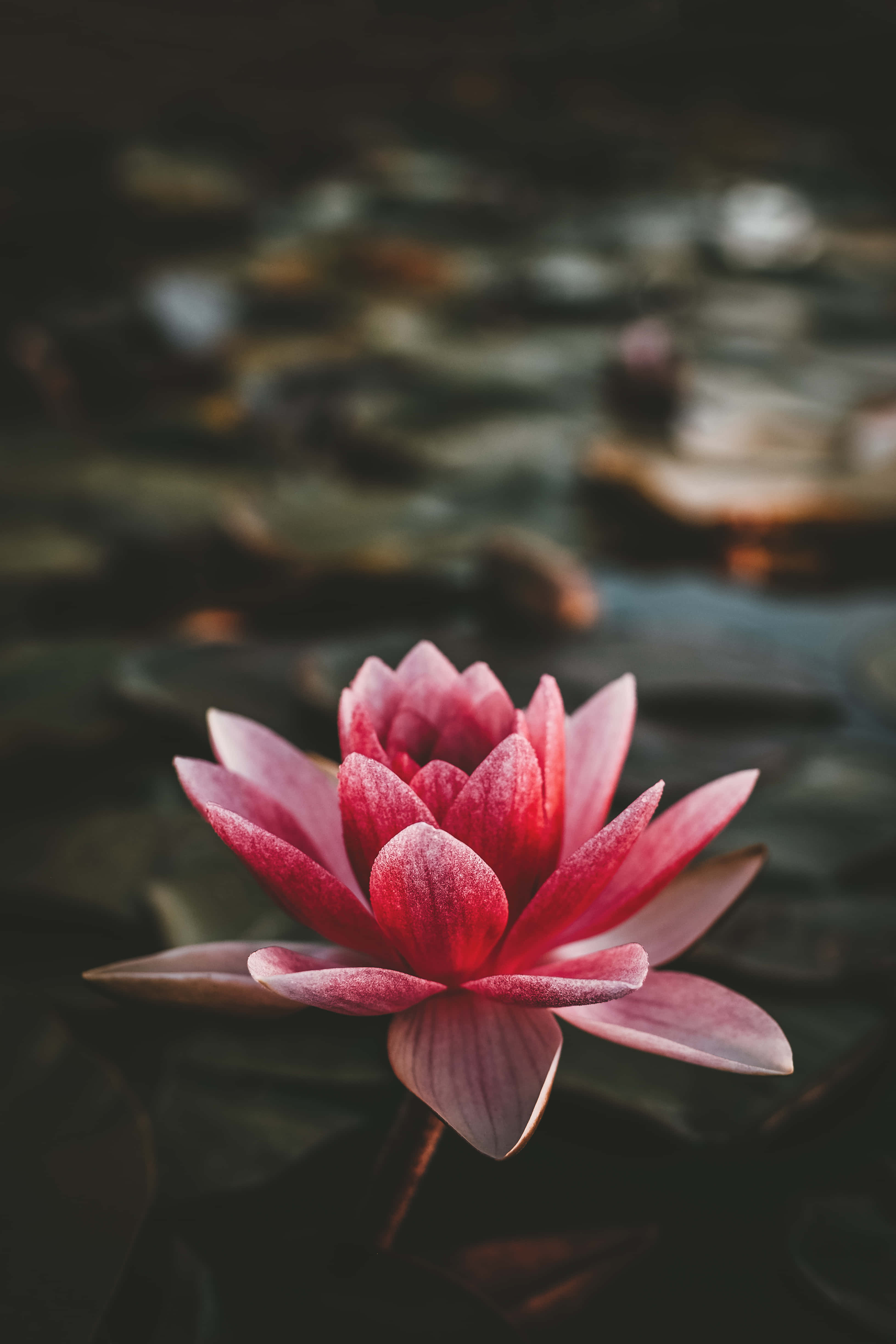 Reprezentare Grațioasă a Majestuosului Lotus Fundal