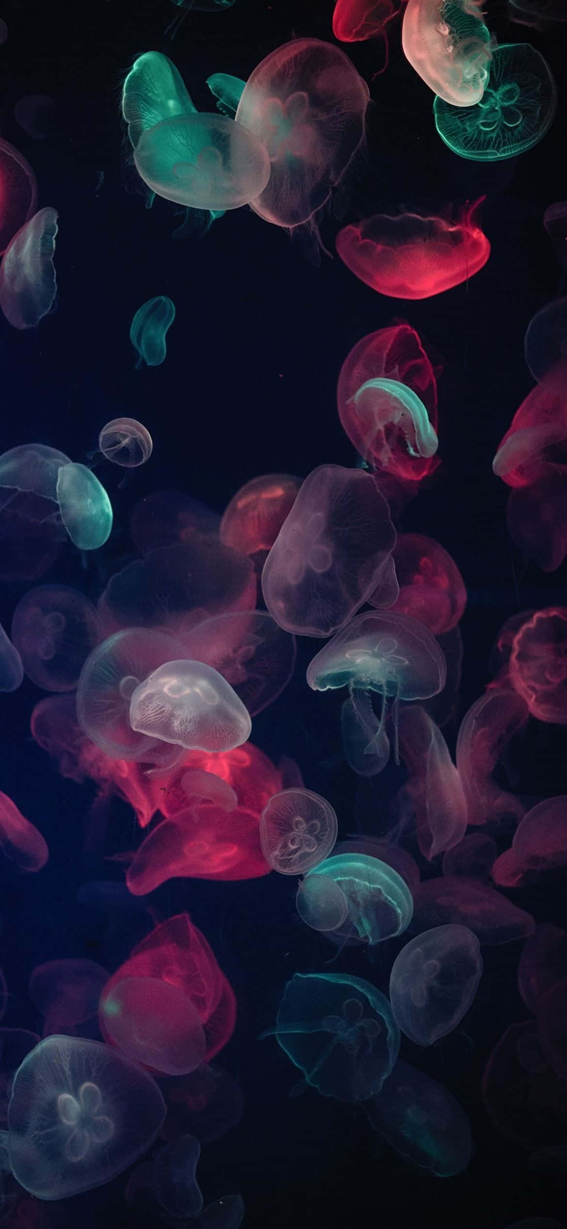 Rezoluție 1170x2532 Meduză Multicoloră Fundal