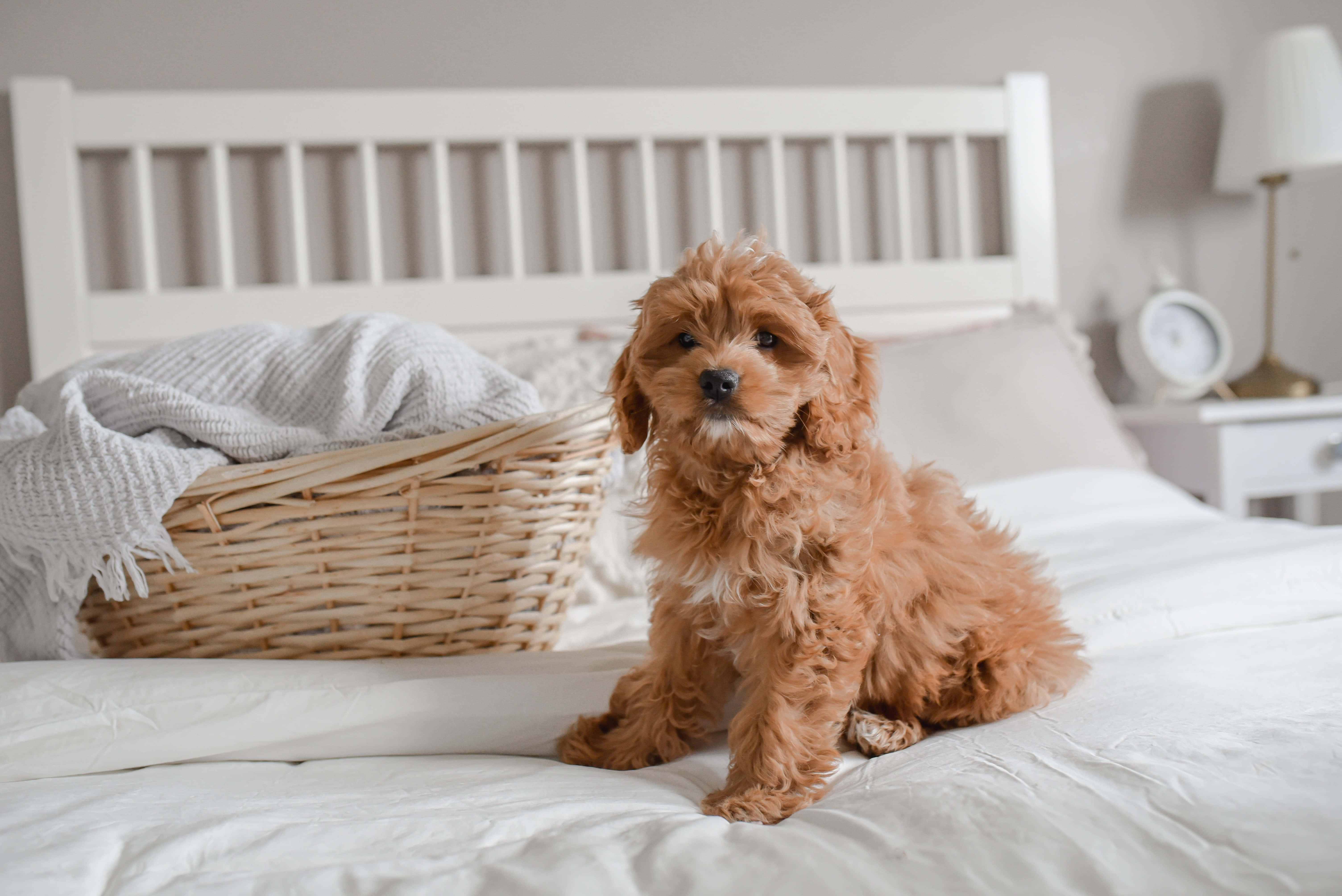 Rural idilic în stil cottagecore Fundal