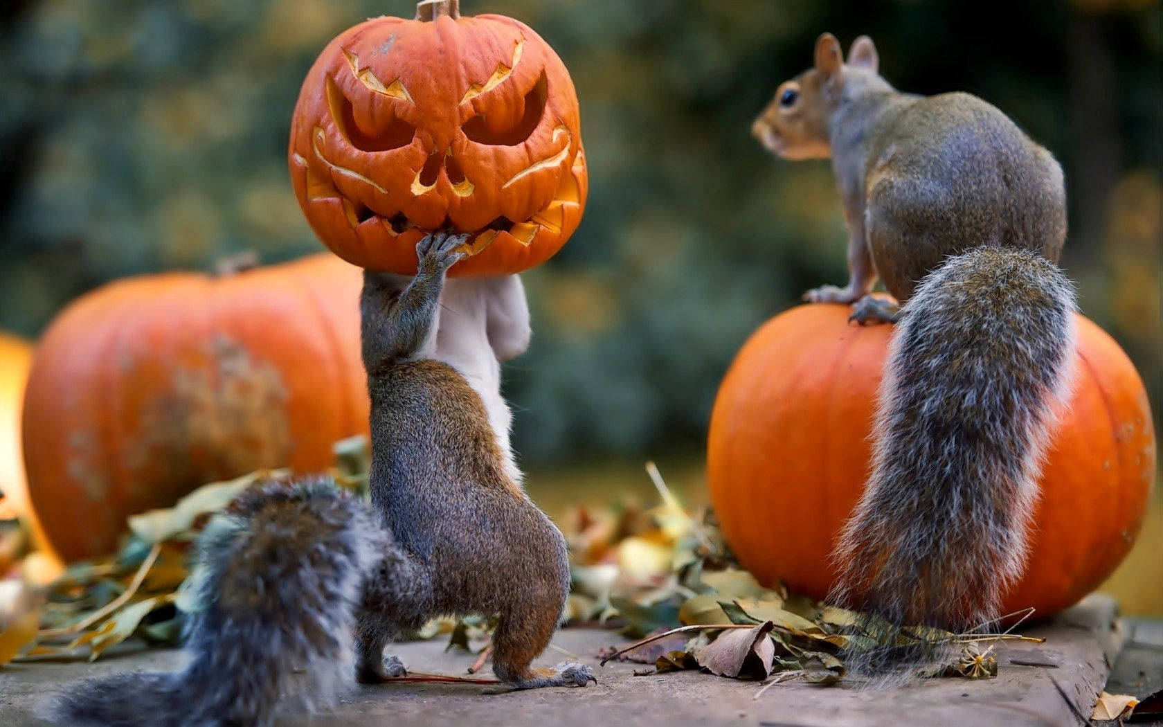 Sărbătoare de Halloween de la aceste două veverițe! Fundal