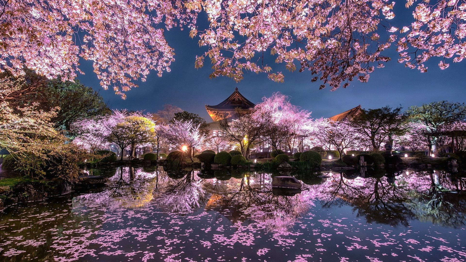 Sărbătorește Frumusețea Florilor de Cireș din Japonia Fundal