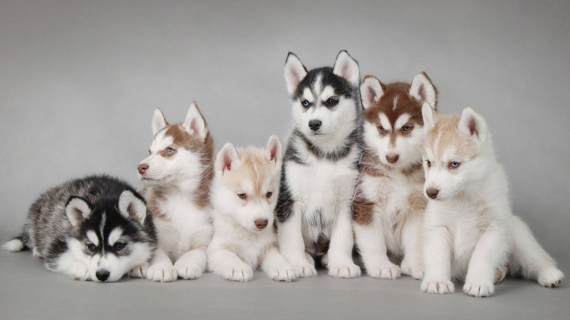 Șase cățeluși Husky în ședință foto Fundal